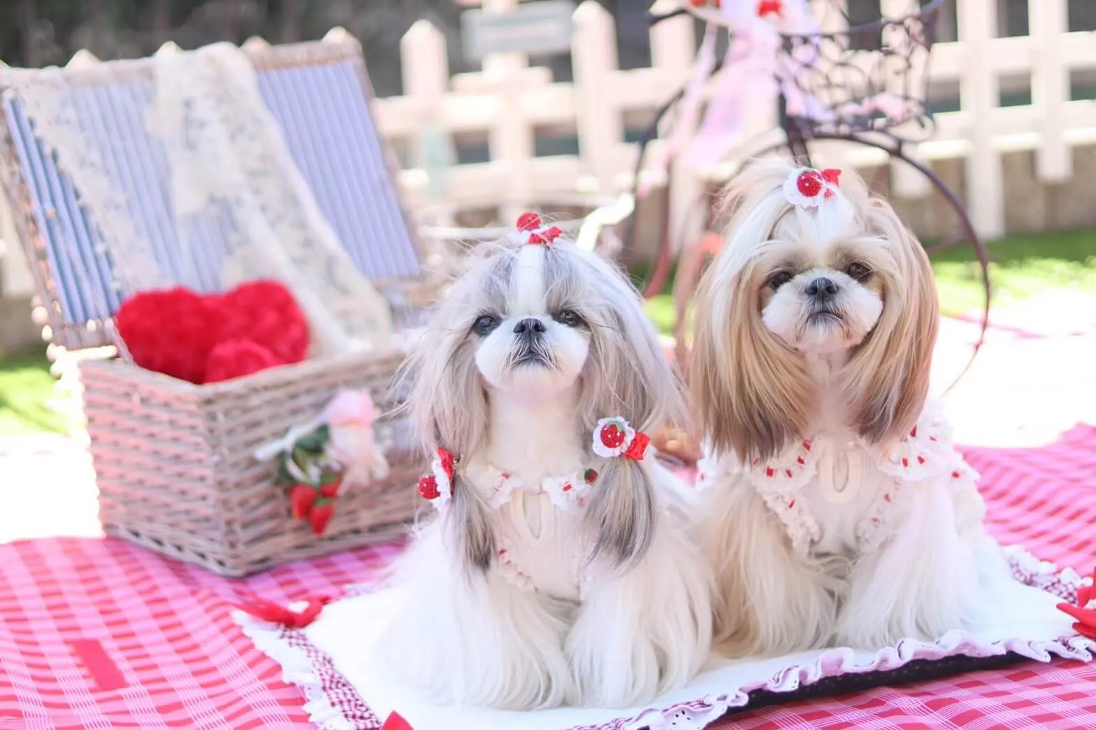 フォロワーやお友達に「きゃんナナ」を紹介して、ポイントをゲットしませんか？