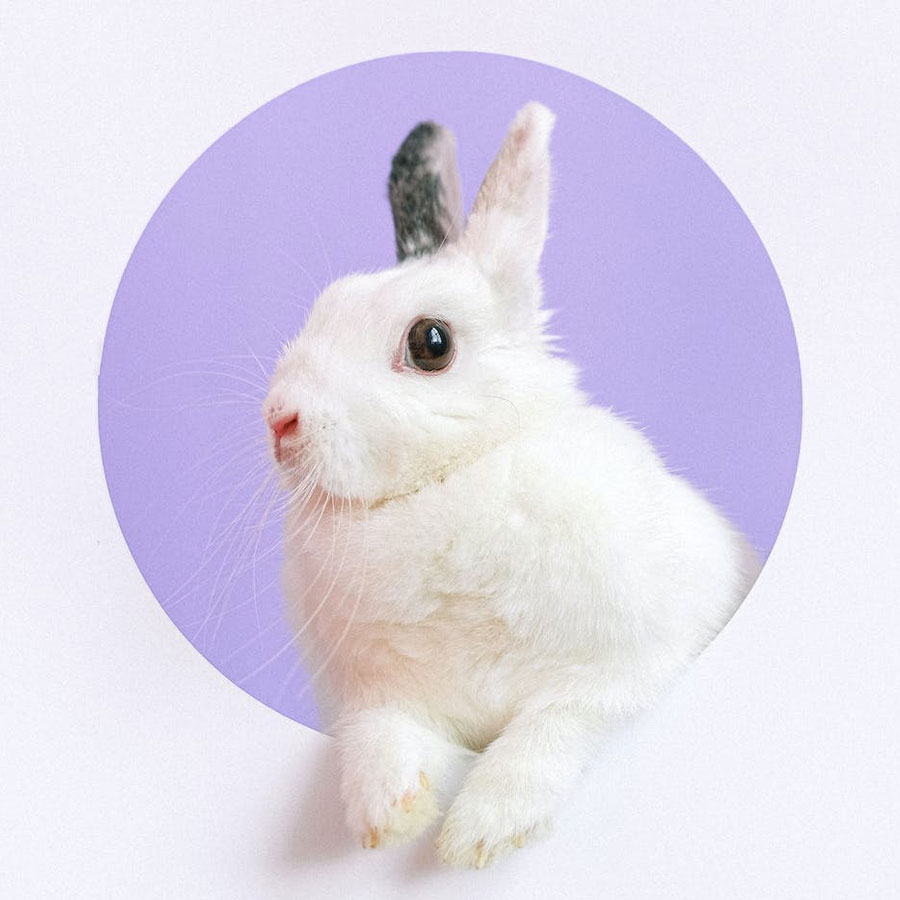 Care for our animal friends and the Planet