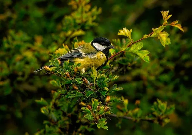 推荐动物2-山雀