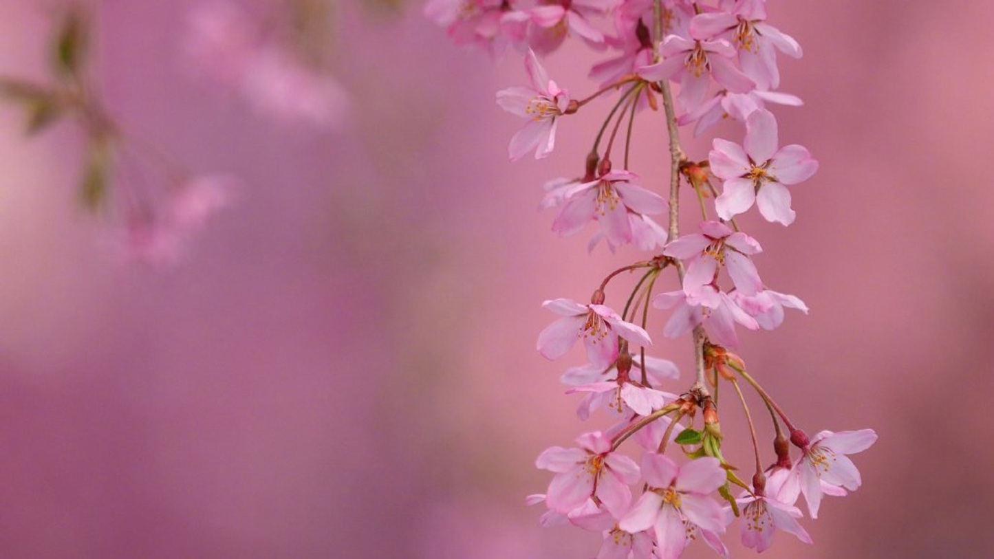 我们把世界看错，反说它欺骗了我们。——泰戈尔《飞鸟集》-88900-图片alt01