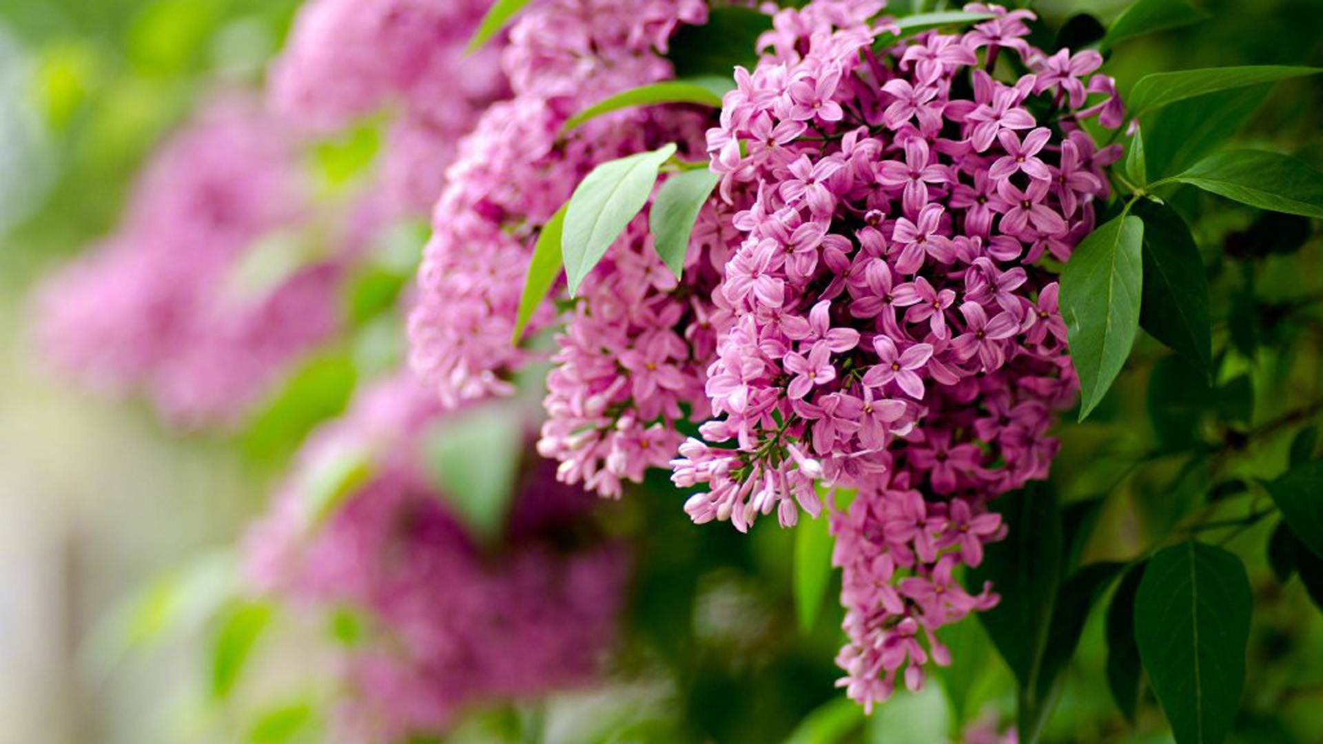 只要有想见的人，就不再是孤身一人了。——《夏目友人帐》-88900-图片alt01