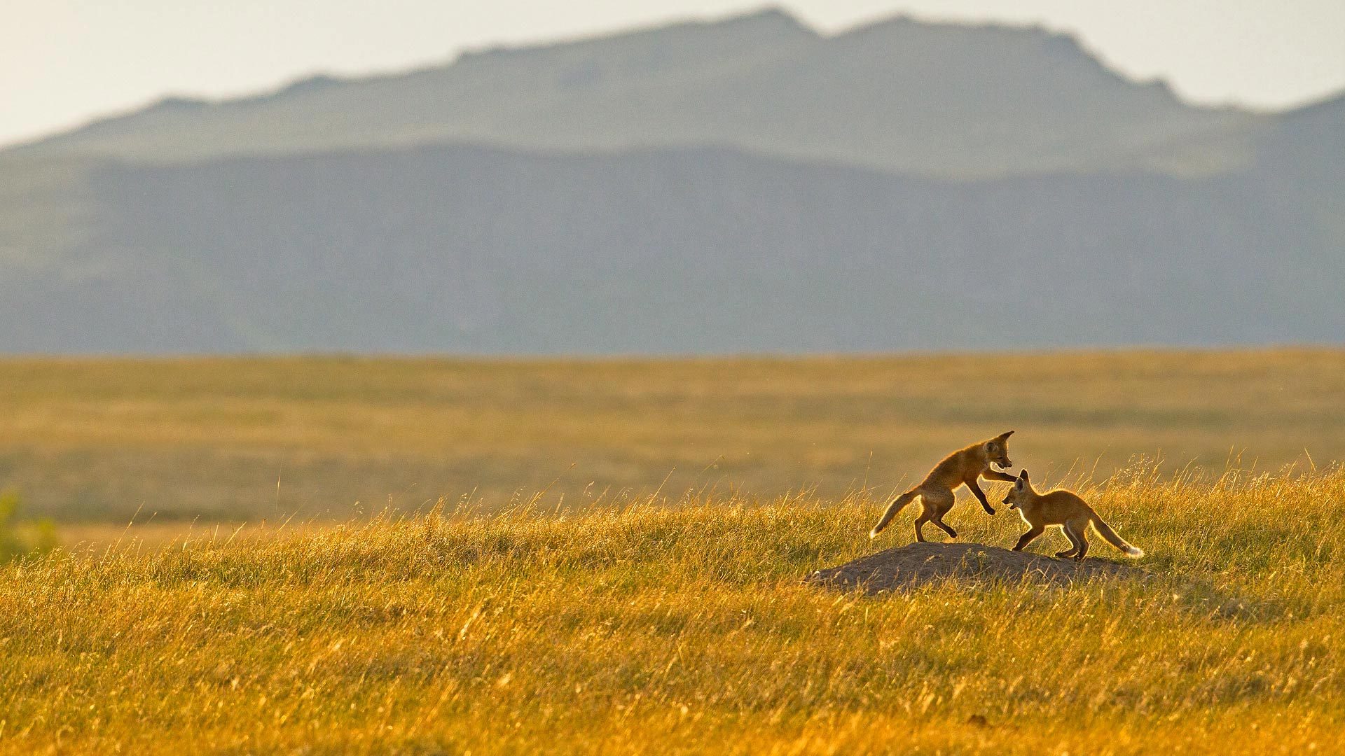 新增多规格商品有图-88900-图片alt01