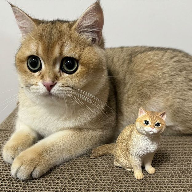 🐈🐕客訂貓咪狗狗石膏頭像—可愛貓咪狗狗擺飾