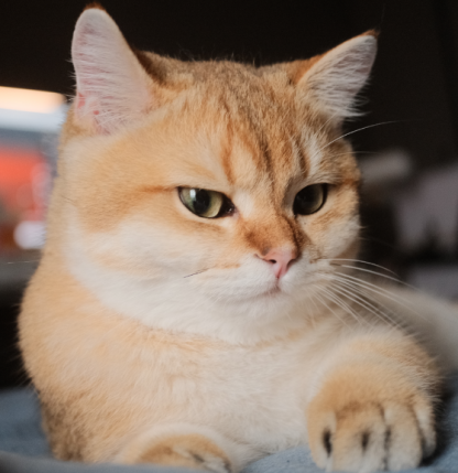 存档后，新建多规格商品