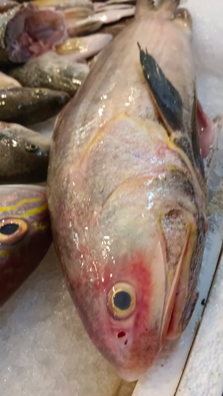 Whole Balai Threadfin