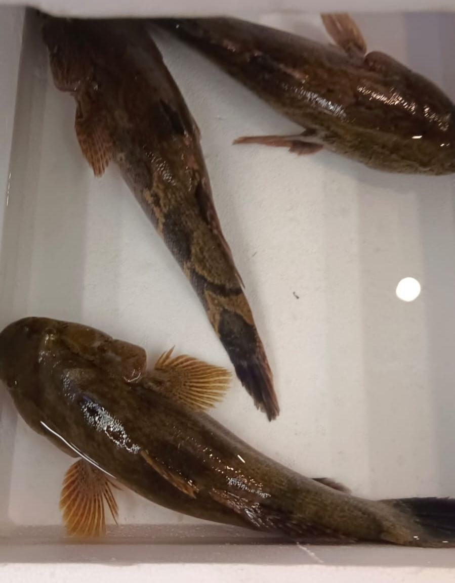 Live Marble Goby (Soon Hock 笋壳鱼)