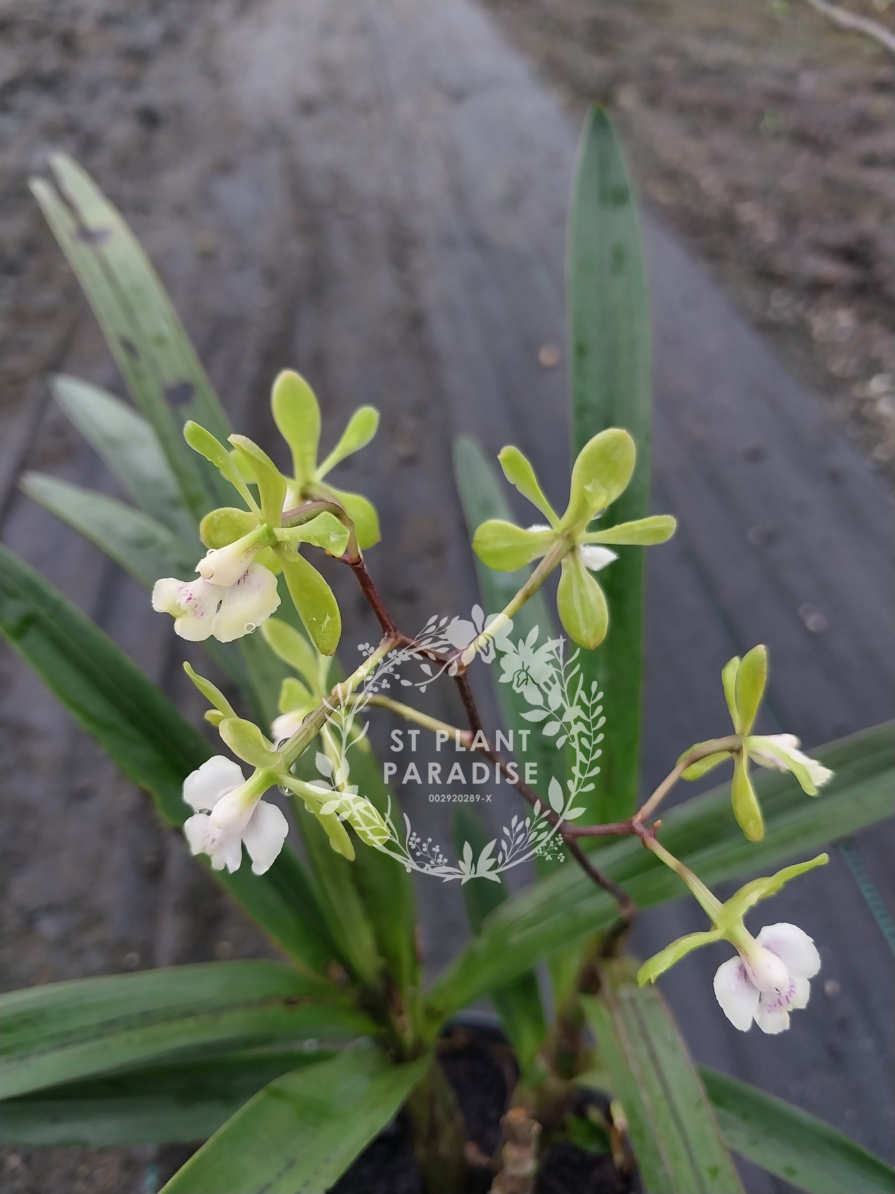 Orchid - Epi. floribundum (fragrant flower)