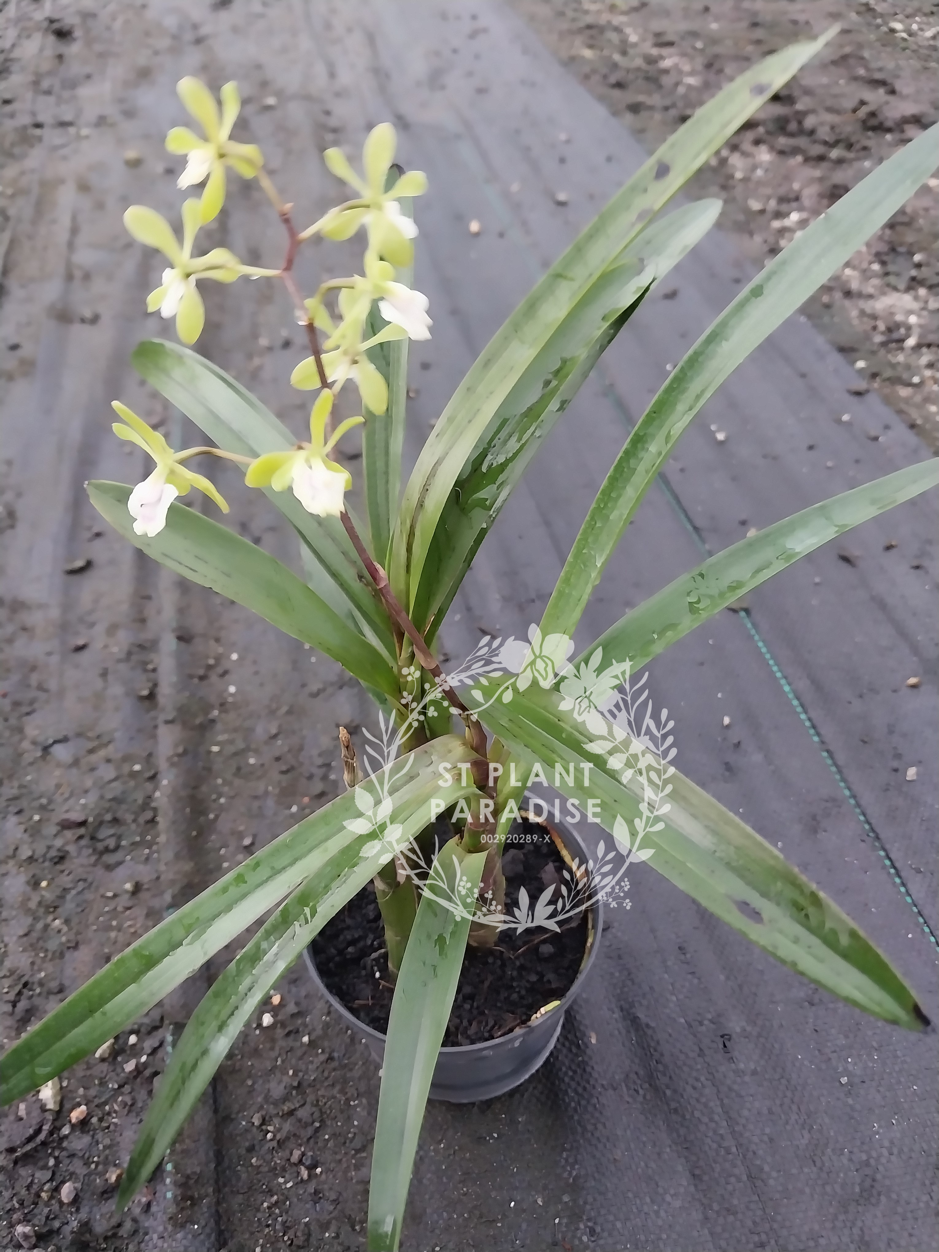 Orchid - Epi. floribundum (fragrant flower)