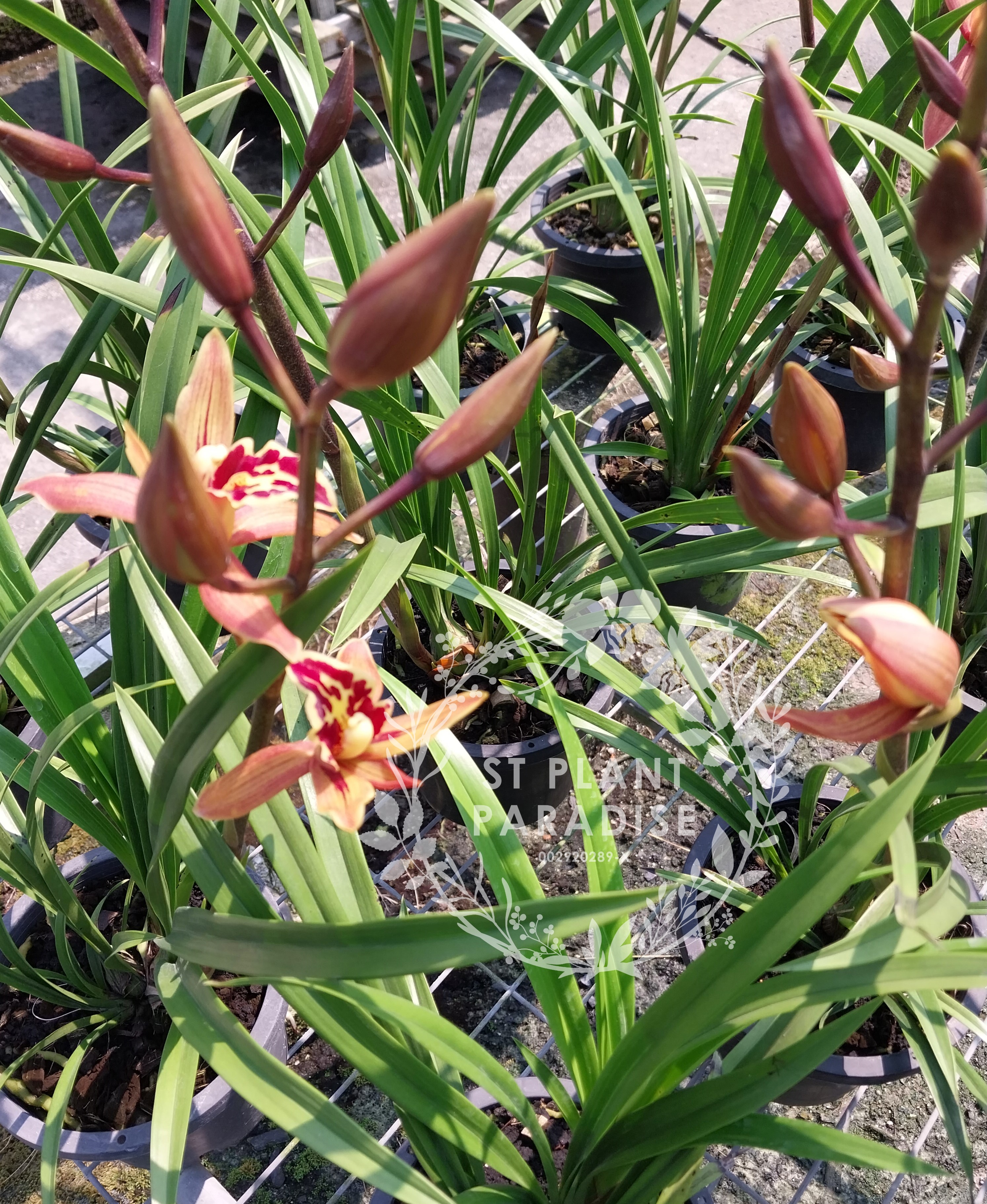 Orchid - Cymbidium Red Orange 