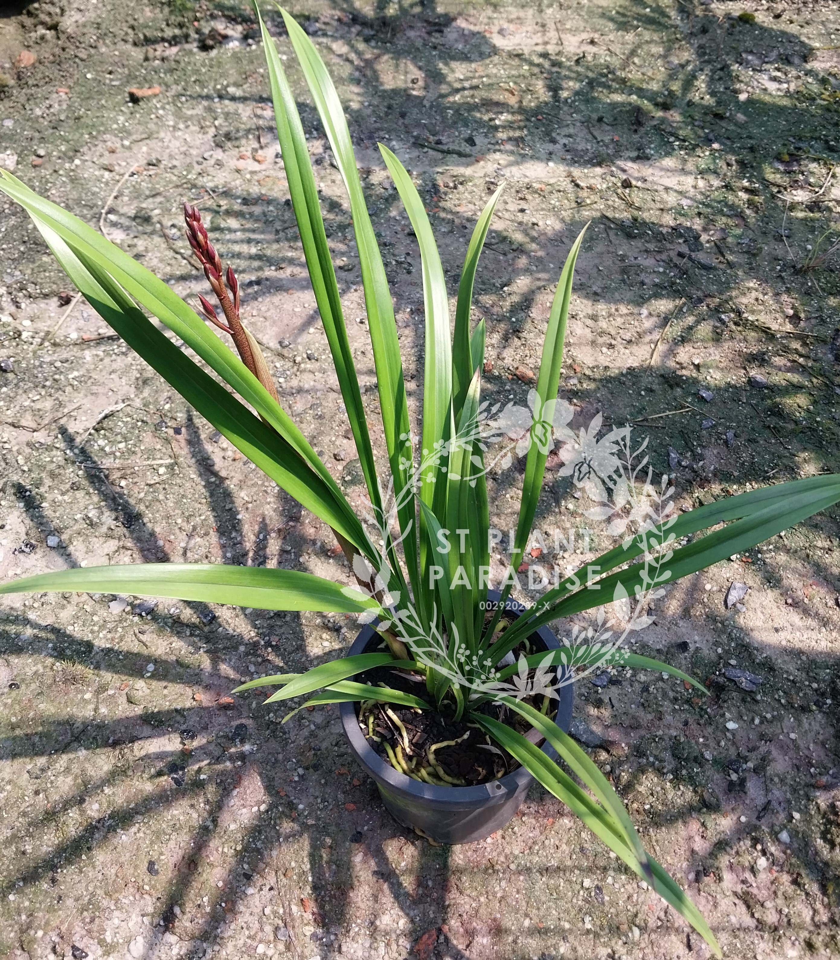 Orchid - Cymbidium Red Orange 