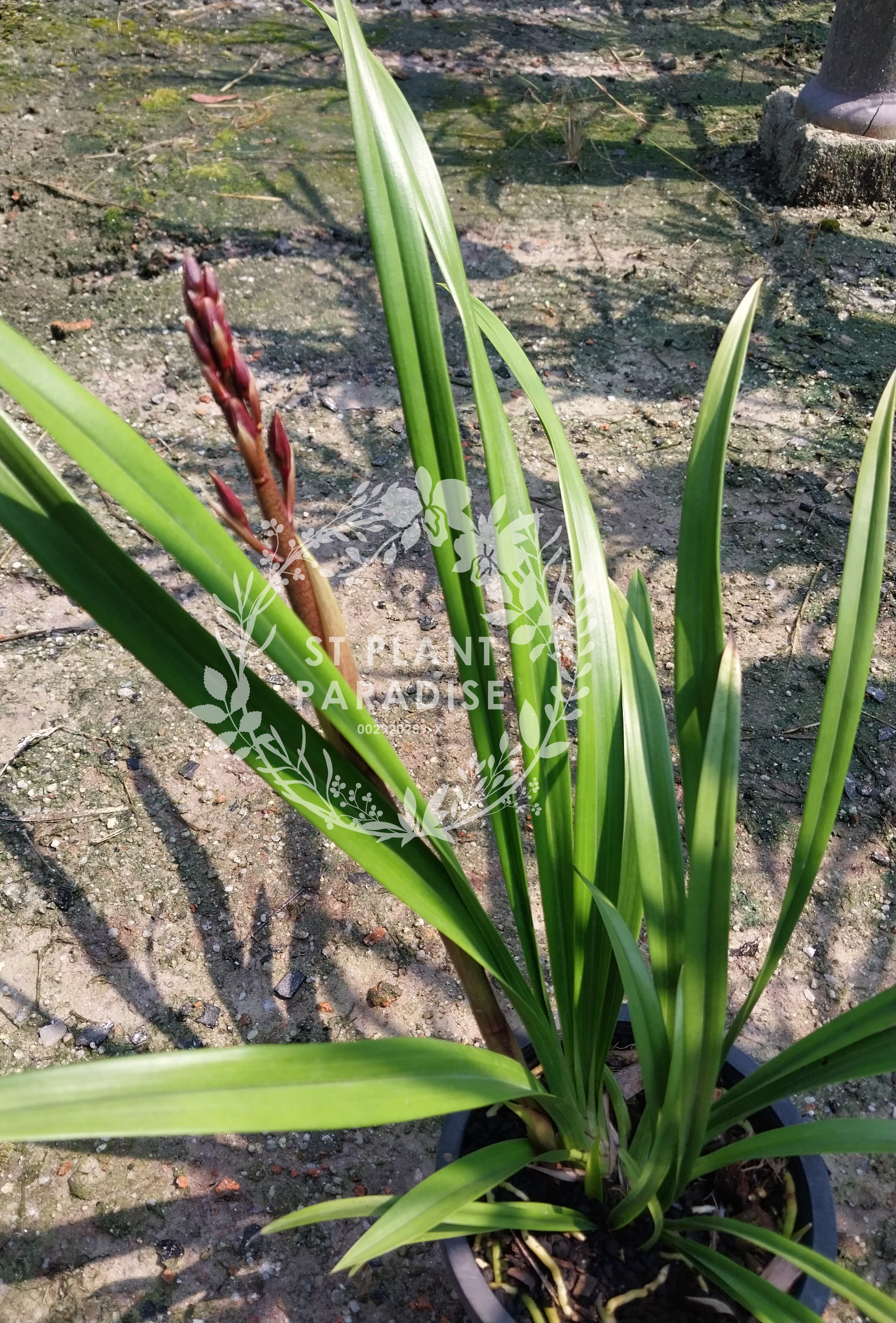 Orchid - Cymbidium Red Orange 