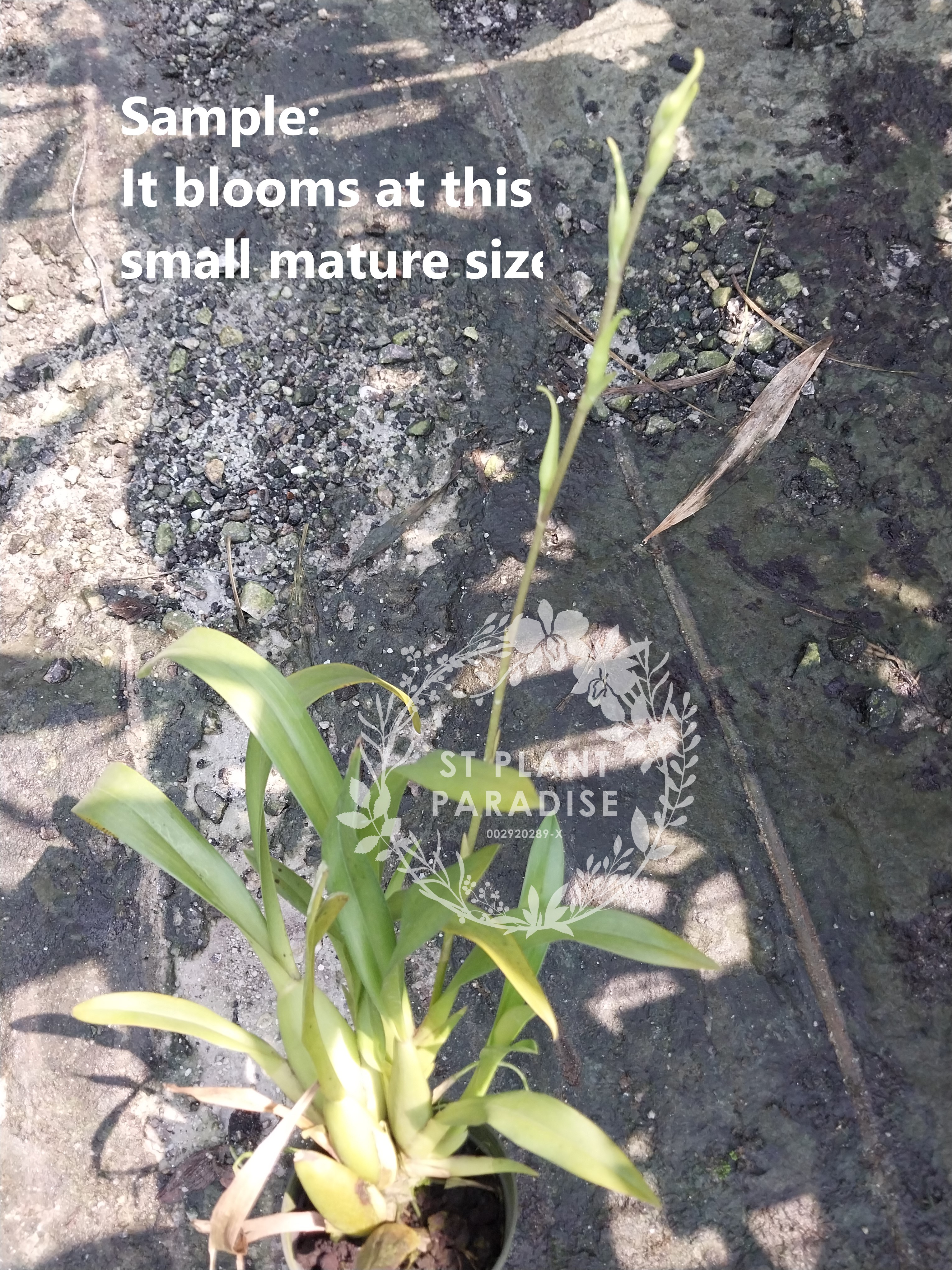 Orchid - Bratonia Charles M.Fitch Izumi