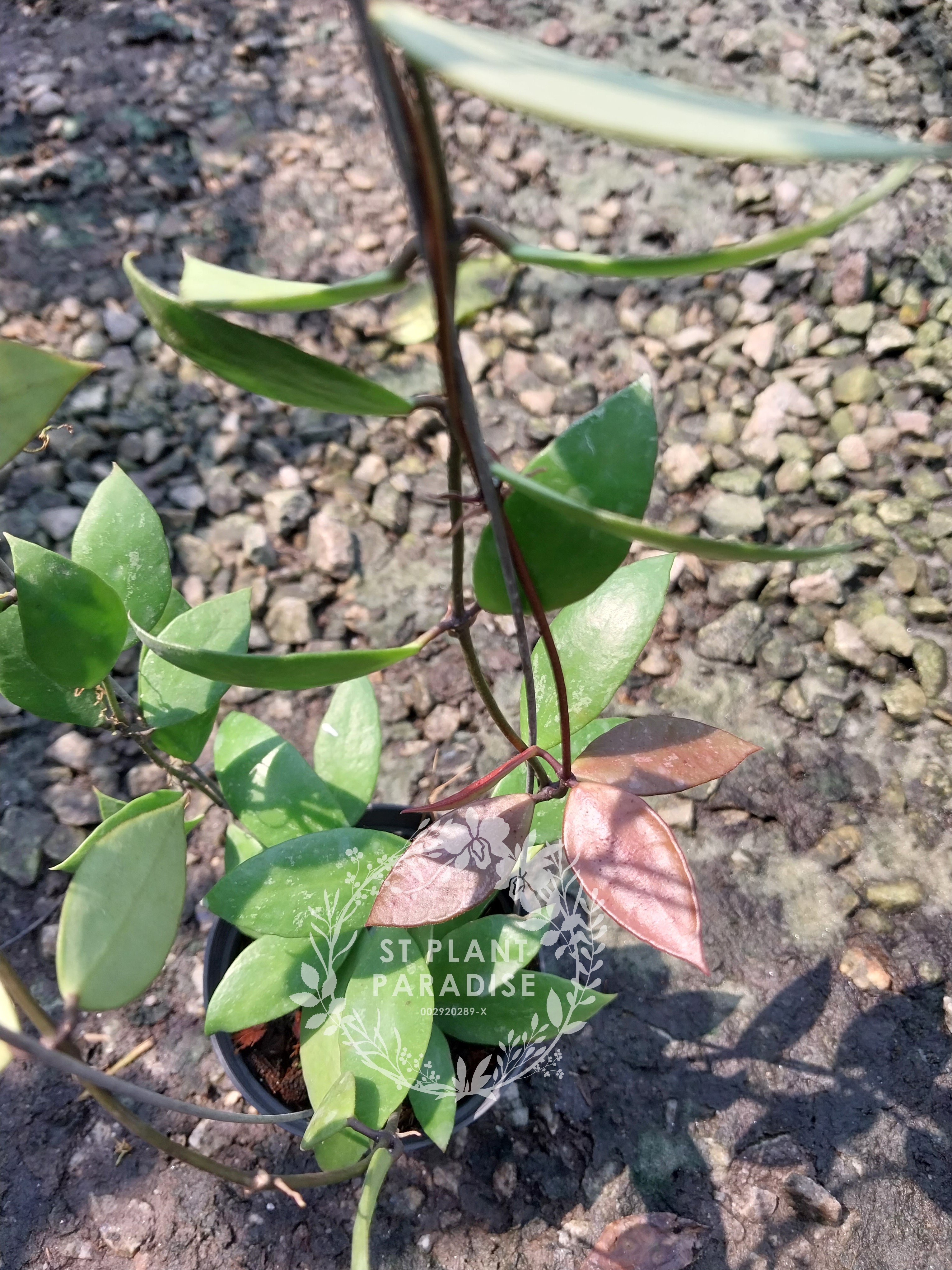 Hoya gracilis (Big plant)