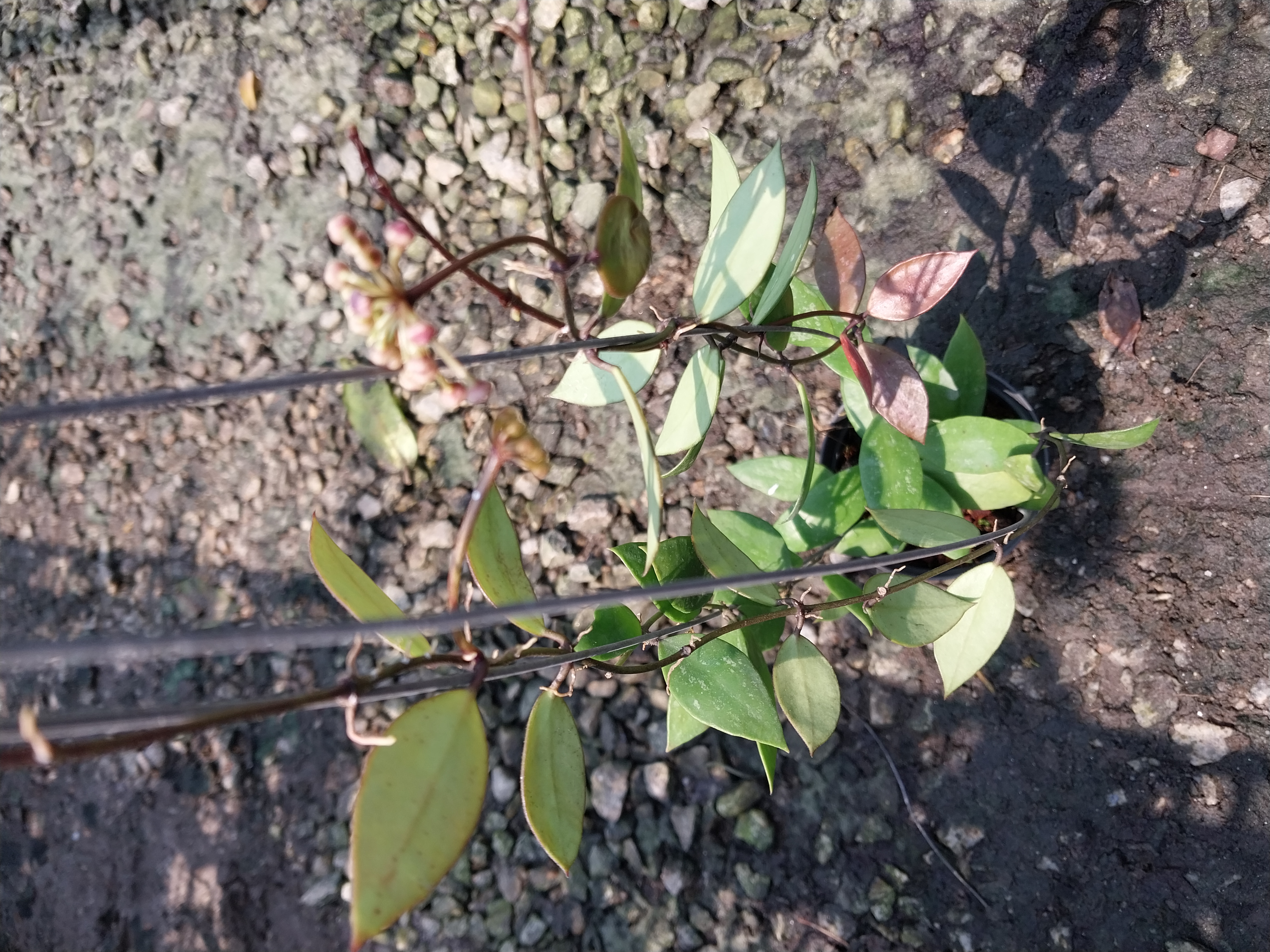 Hoya gracilis (Big plant)