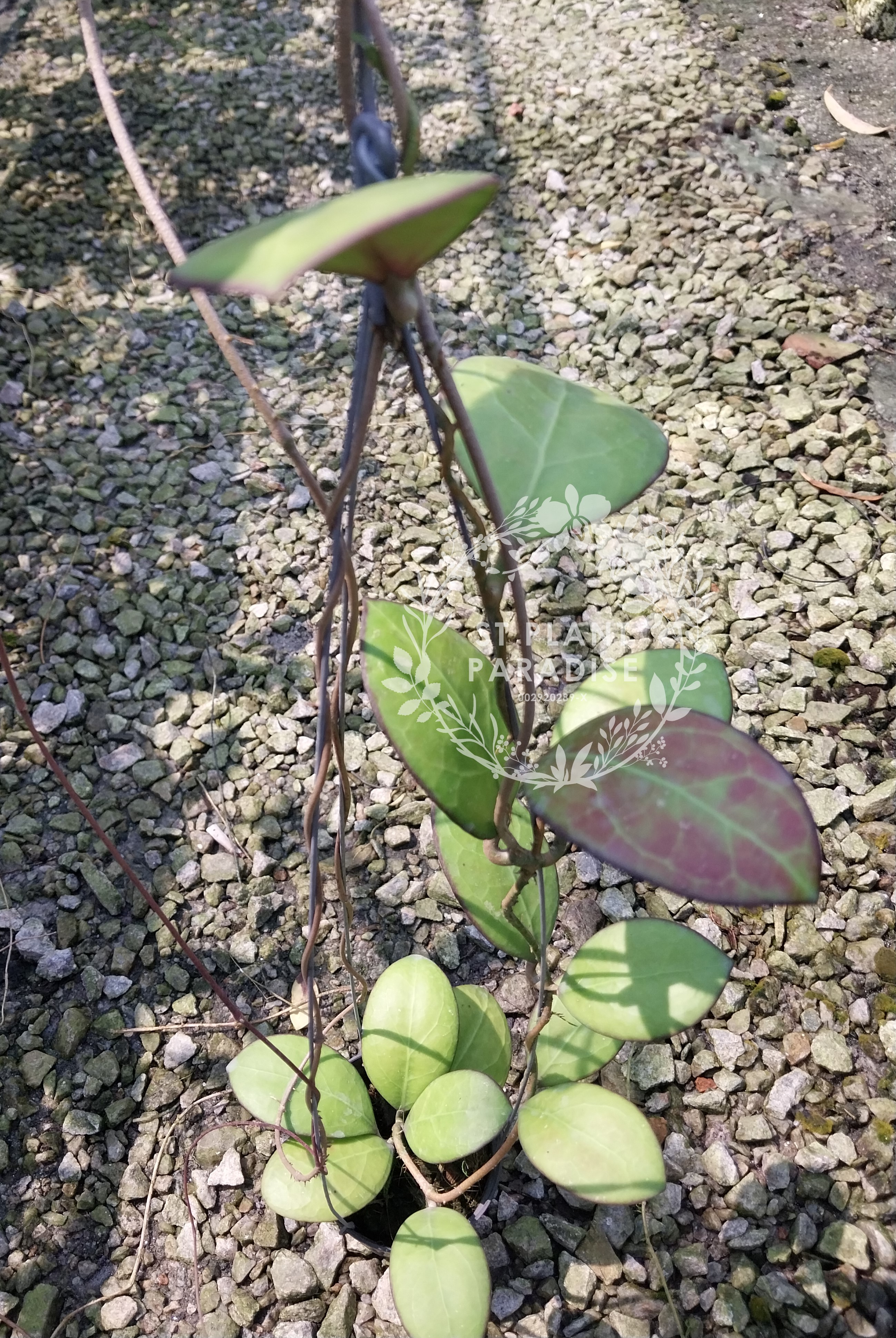 Hoya 'Nathalie'