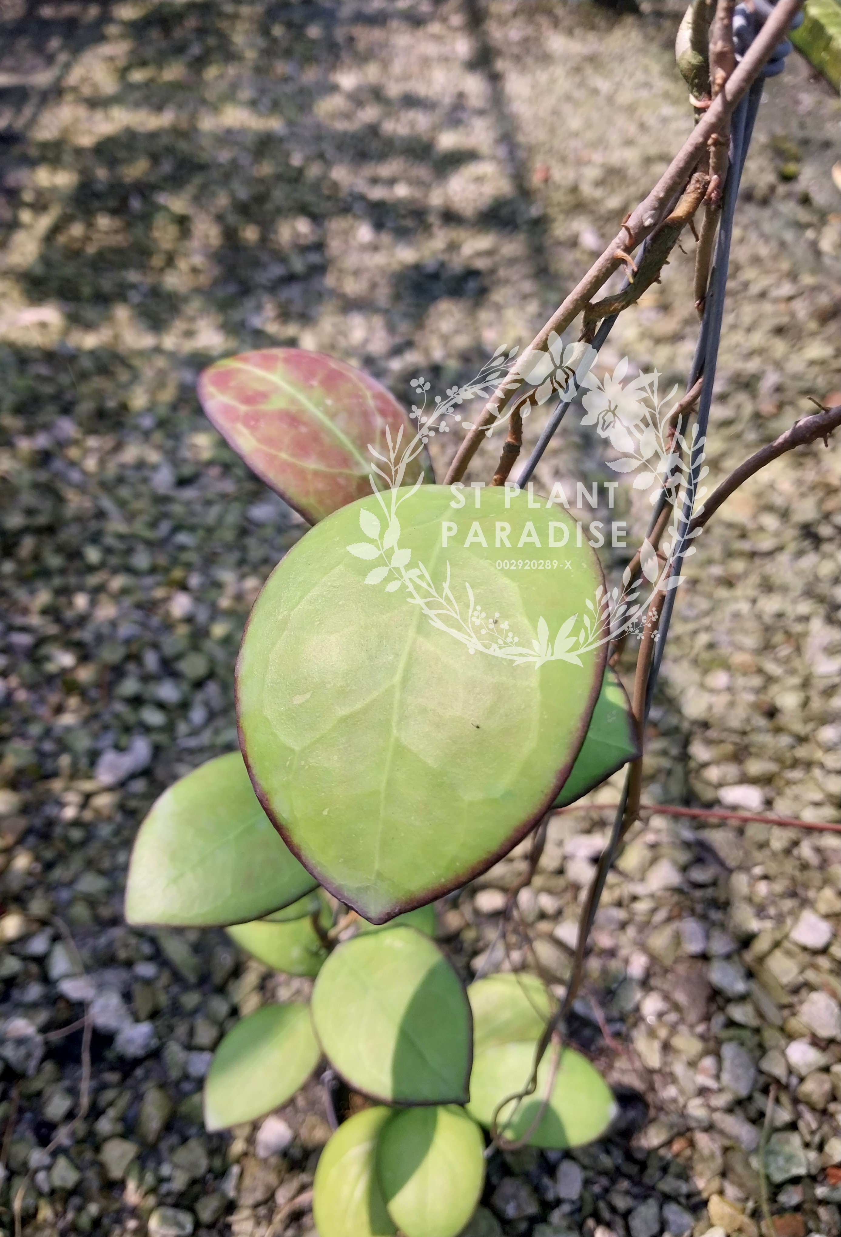 Hoya 'Nathalie'