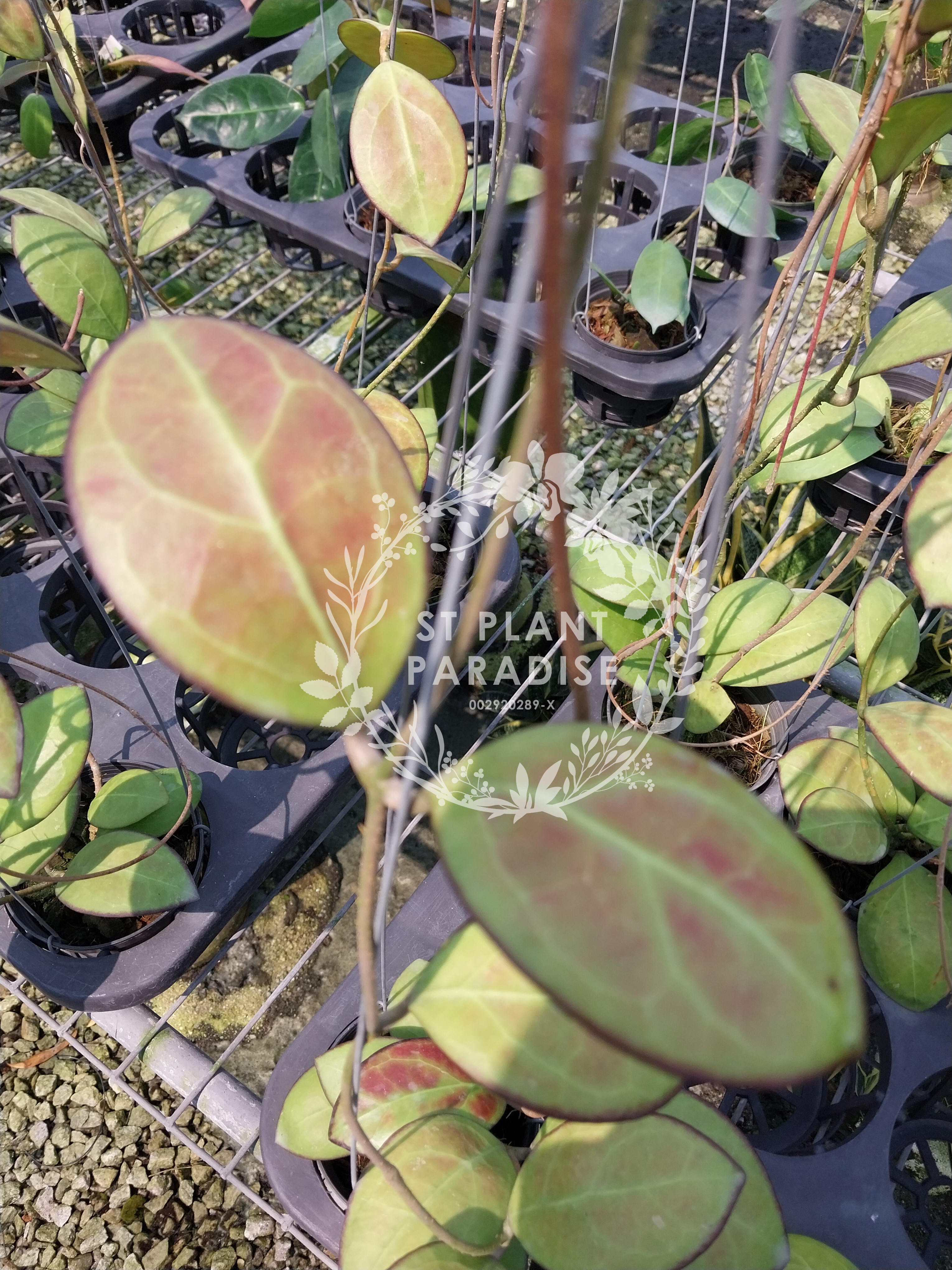 Hoya 'Nathalie'