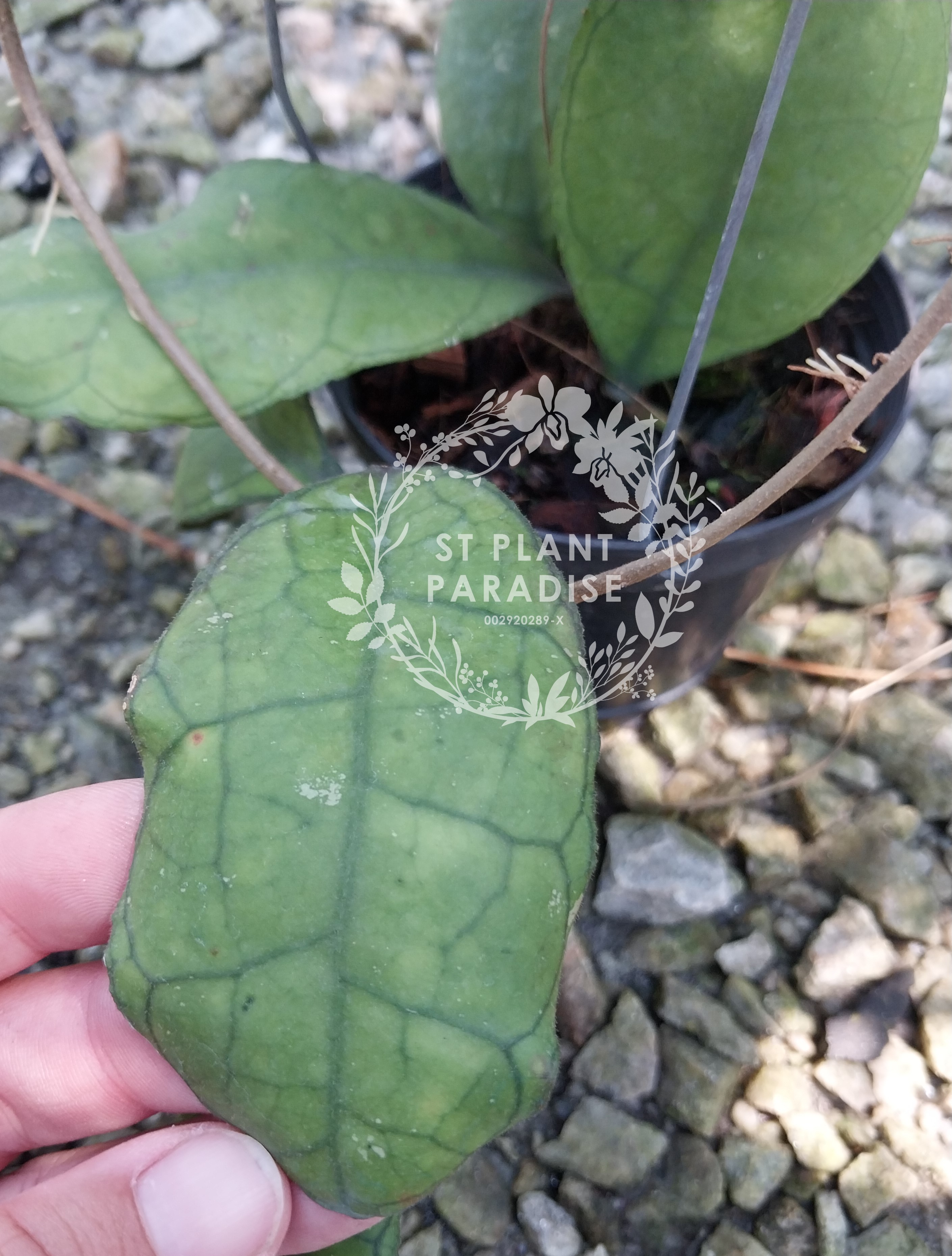 Hoya finlaysonii 'Hang Tao'