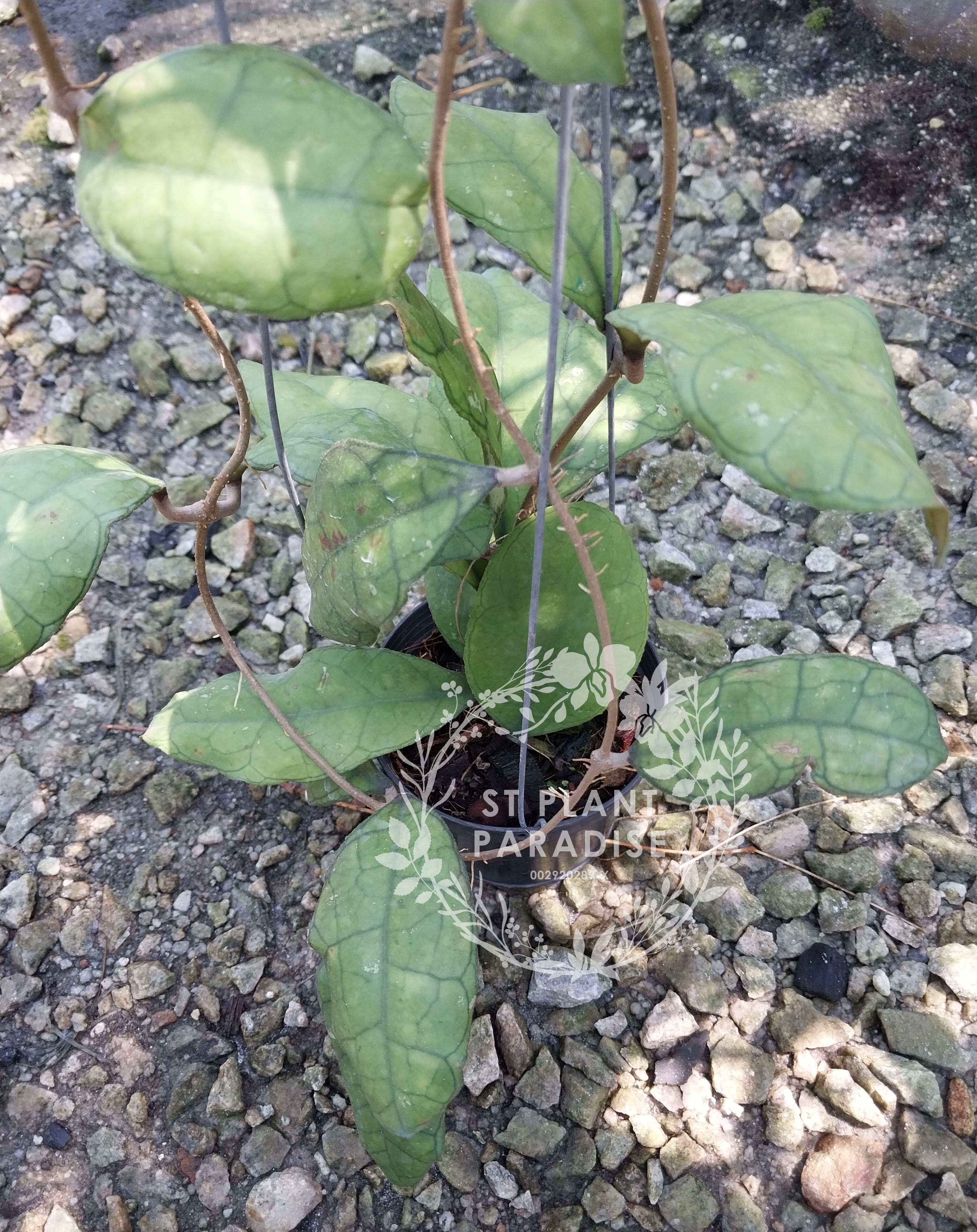 Hoya finlaysonii 'Hang Tao'