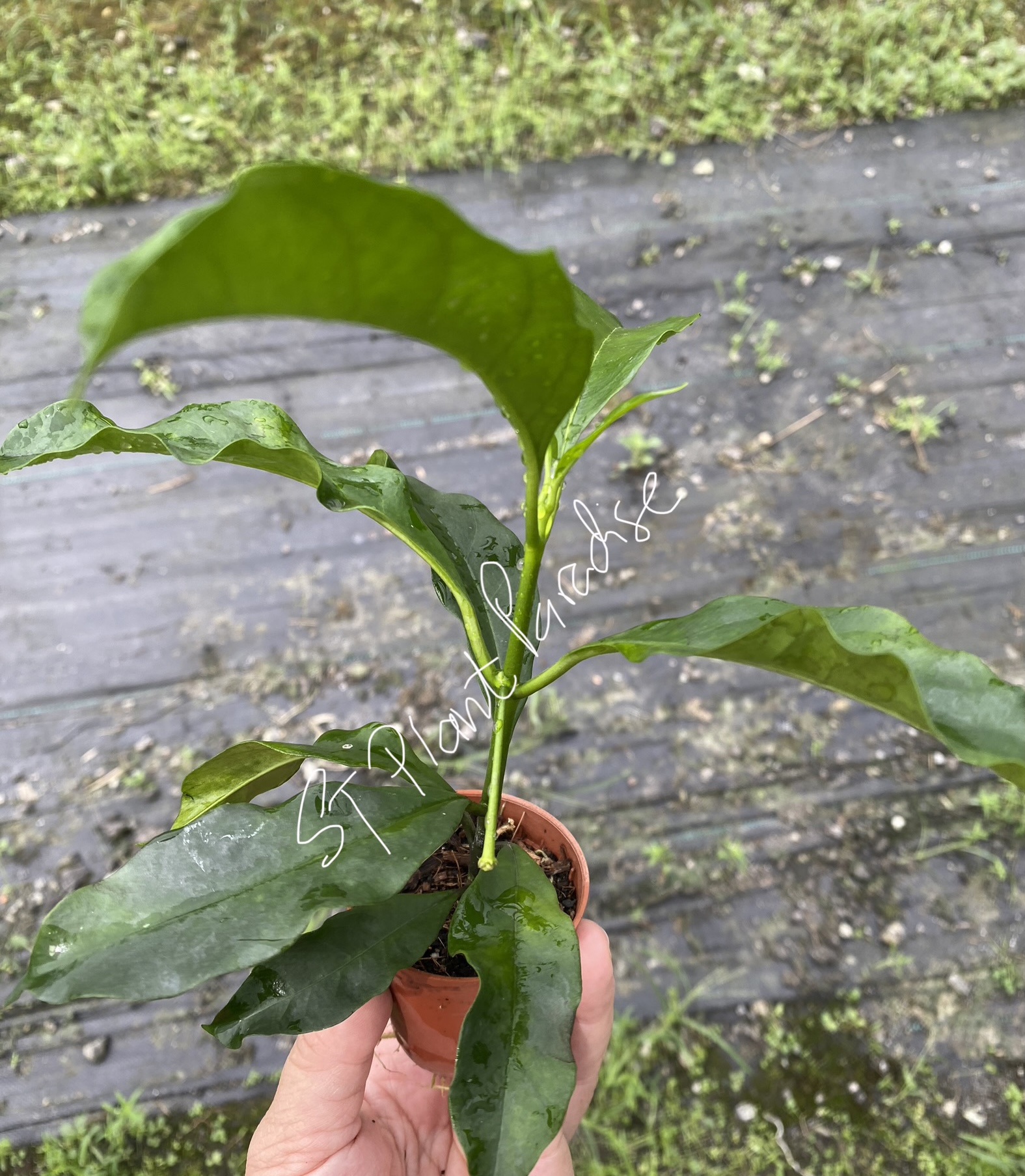 Hoya multiflora (Small)