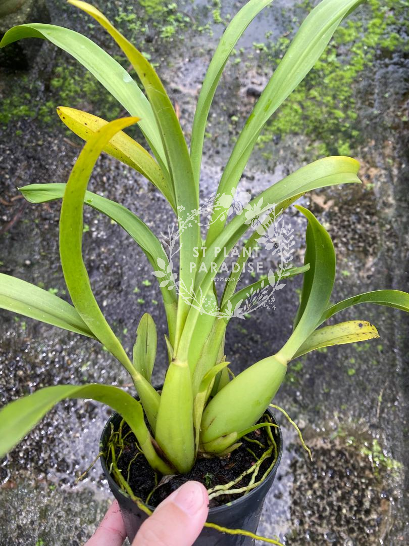 Orchid - Miltassia Shelob (Miltassia/ oncidium orchid)