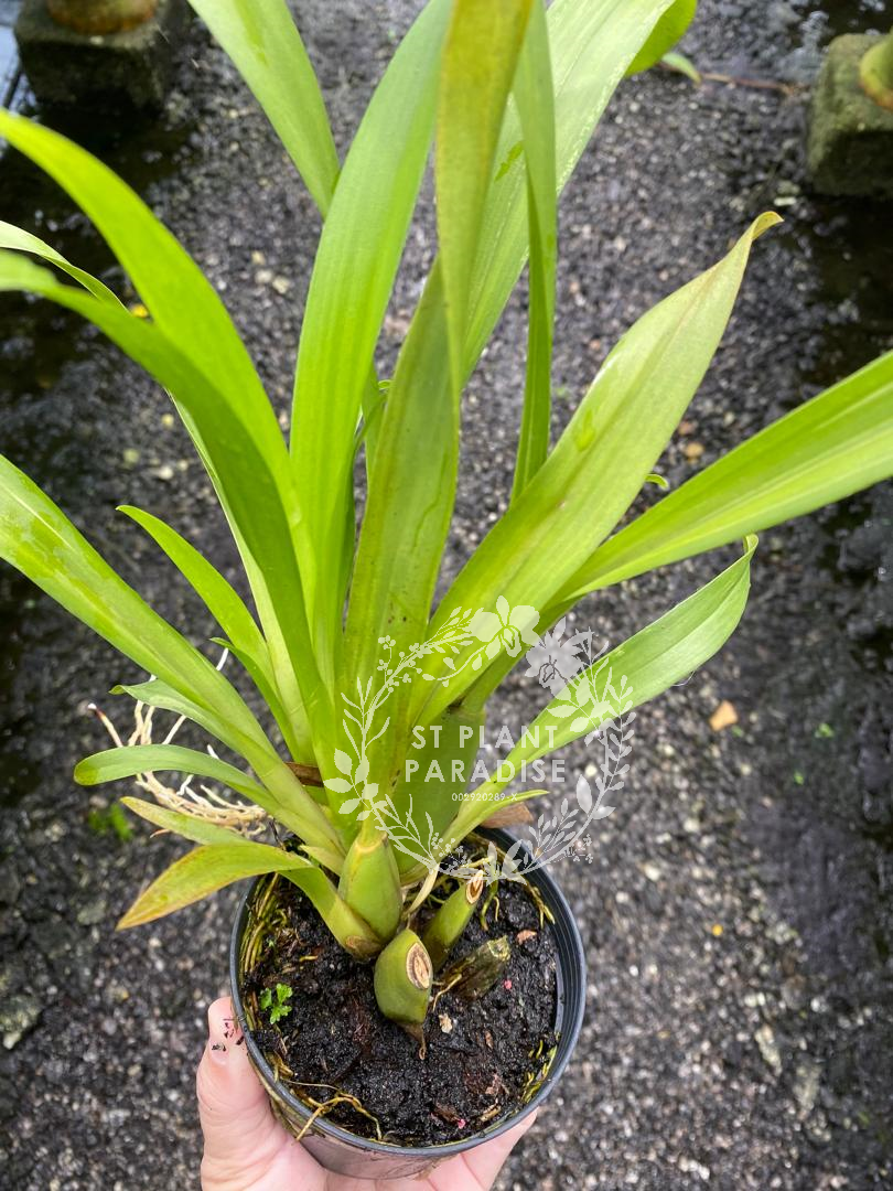 Orchid - Miltassia Royal Robe (Miltassia/ oncidium orchid)