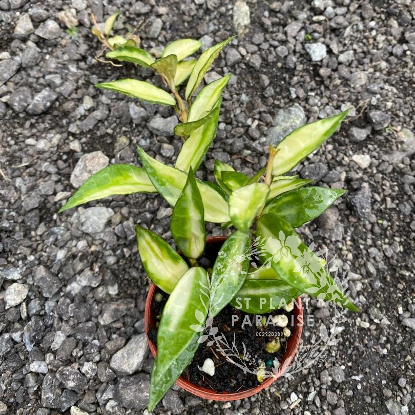 Hoya lacunosa variegated