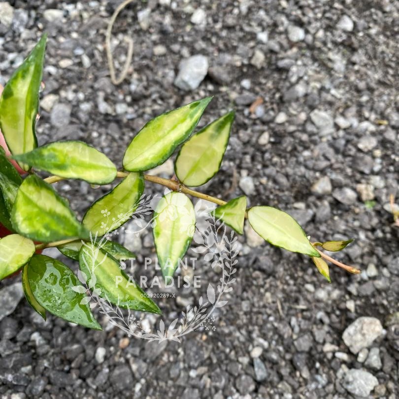 Hoya lacunosa variegated