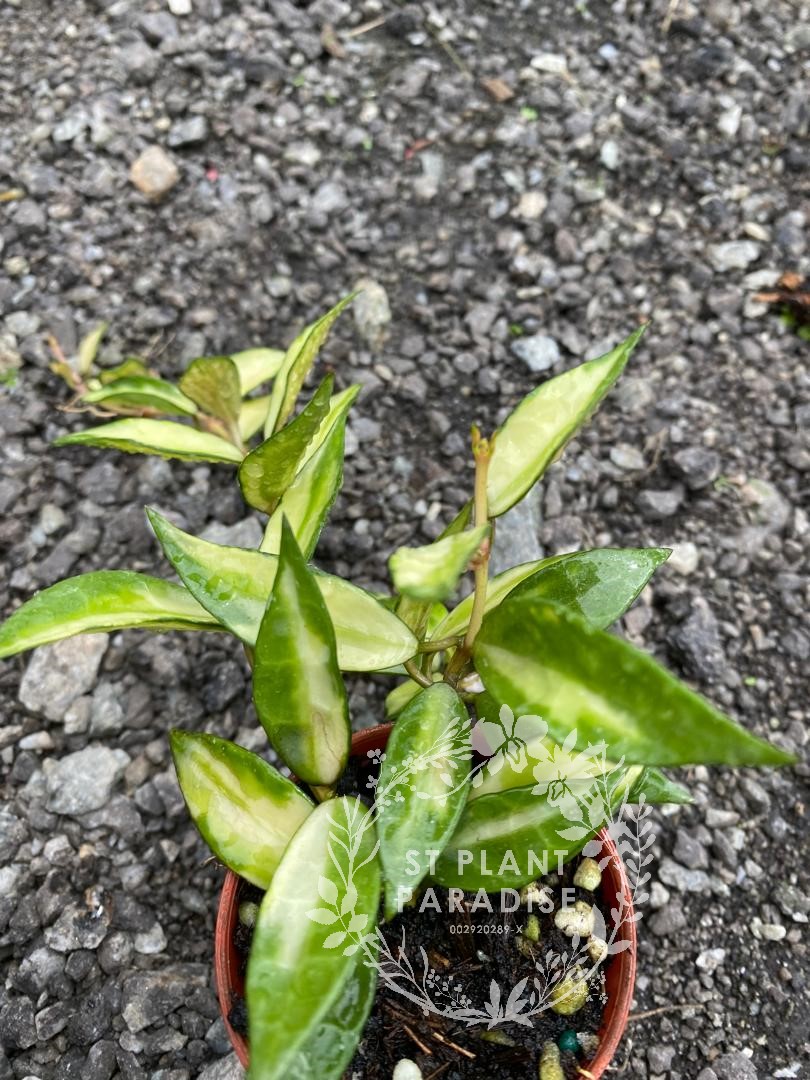 Hoya lacunosa variegated