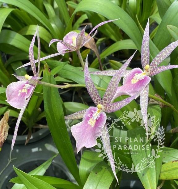 Orchid - Bratonia Charles M.Fitch Izumi