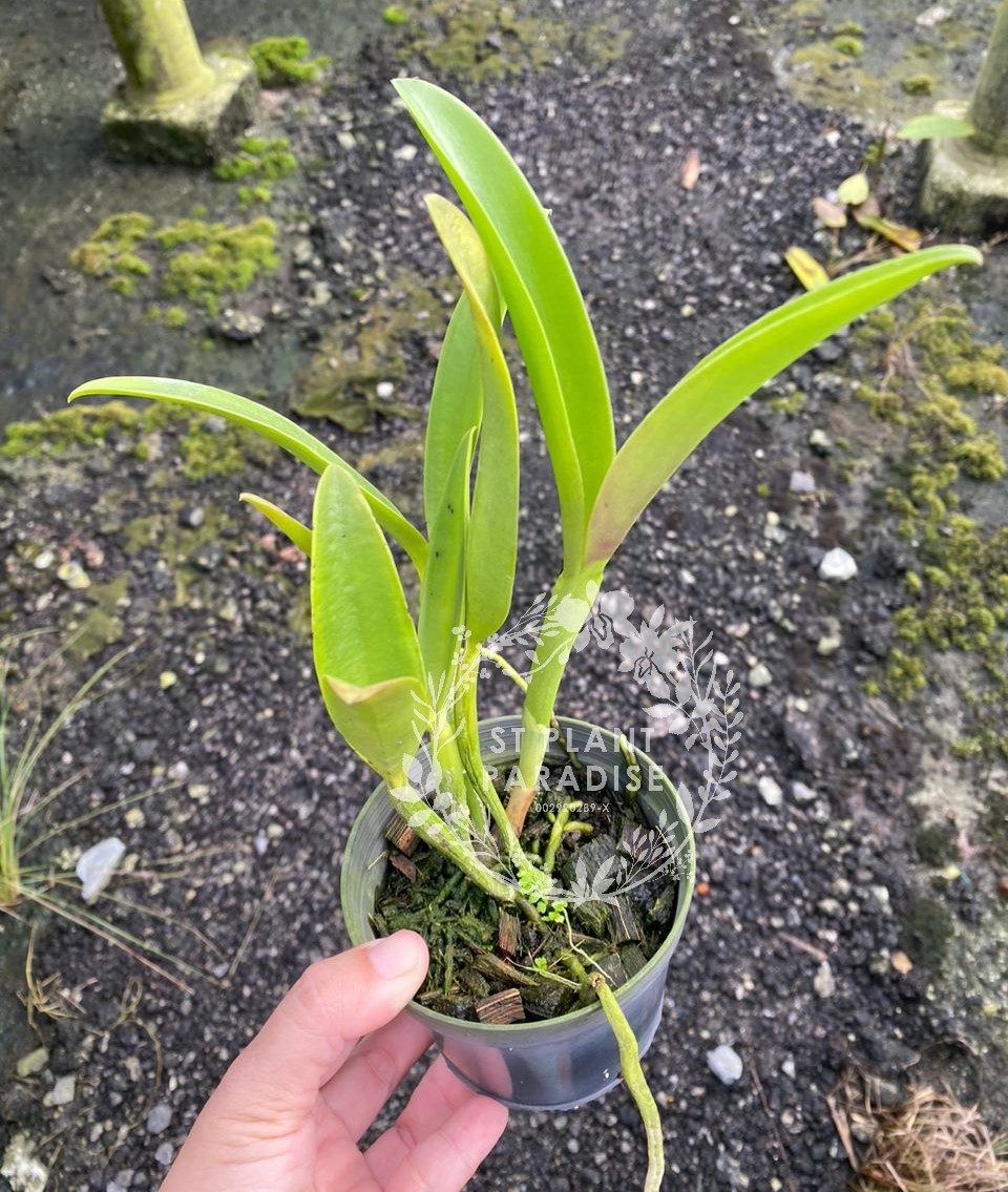 Orchid - Cattleya Rhy Netrasiri Starbright