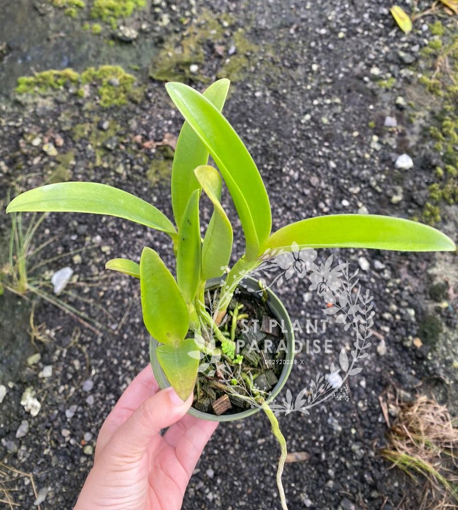 Orchid - Cattleya Rhy Netrasiri Starbright
