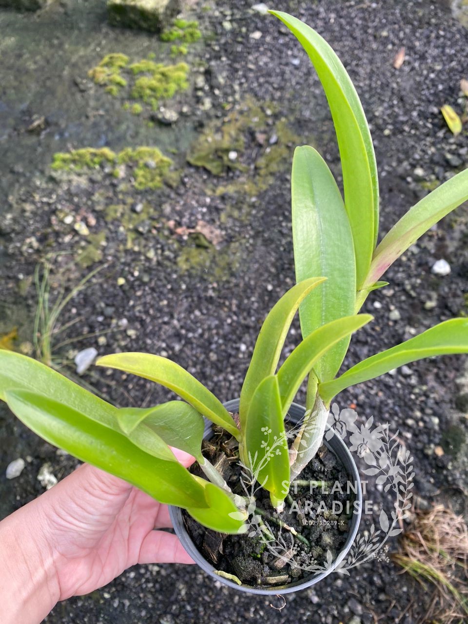 Orchid - Cattleya Rhy Netrasiri Starbright