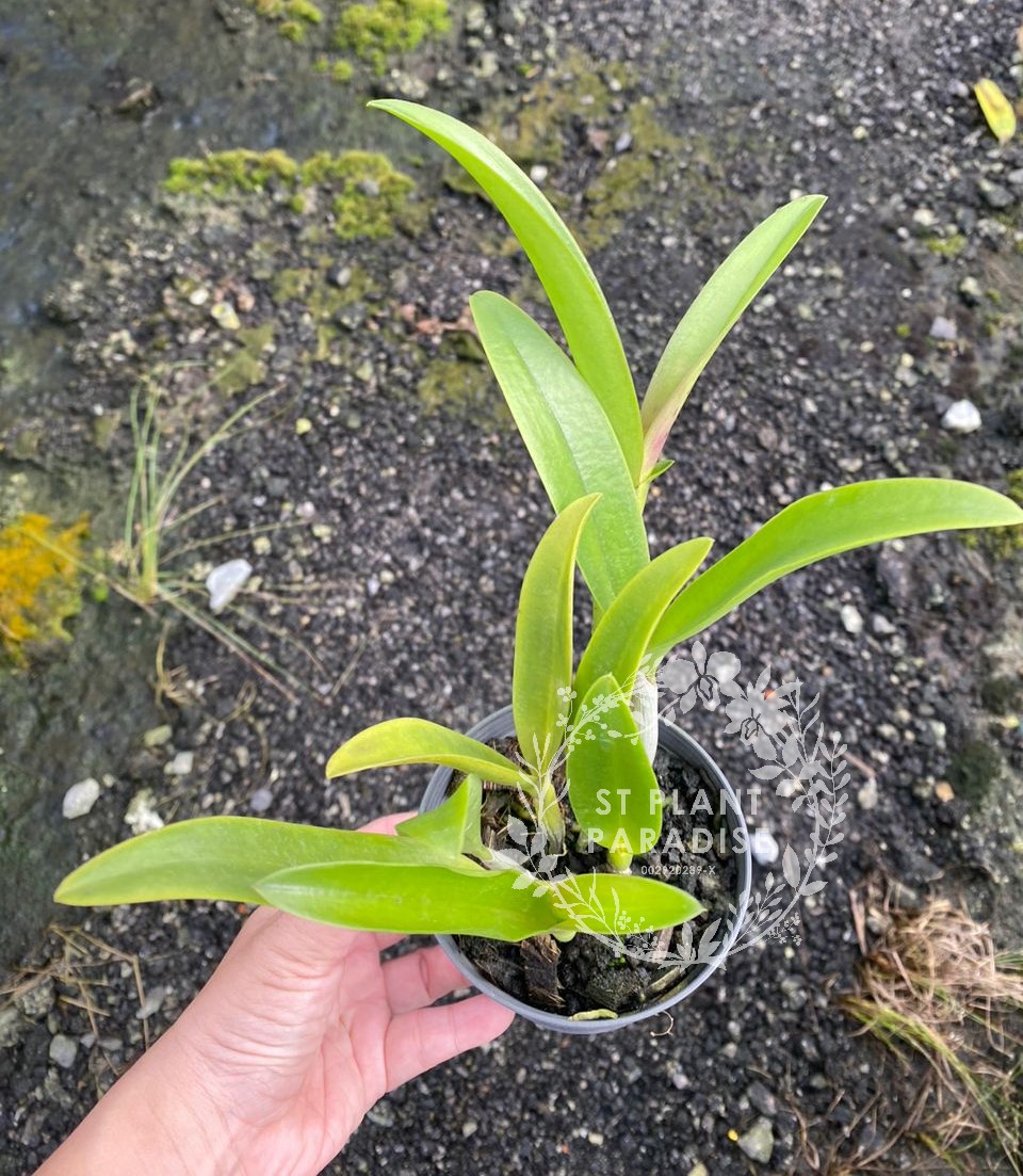 Orchid - Cattleya Rhy Netrasiri Starbright