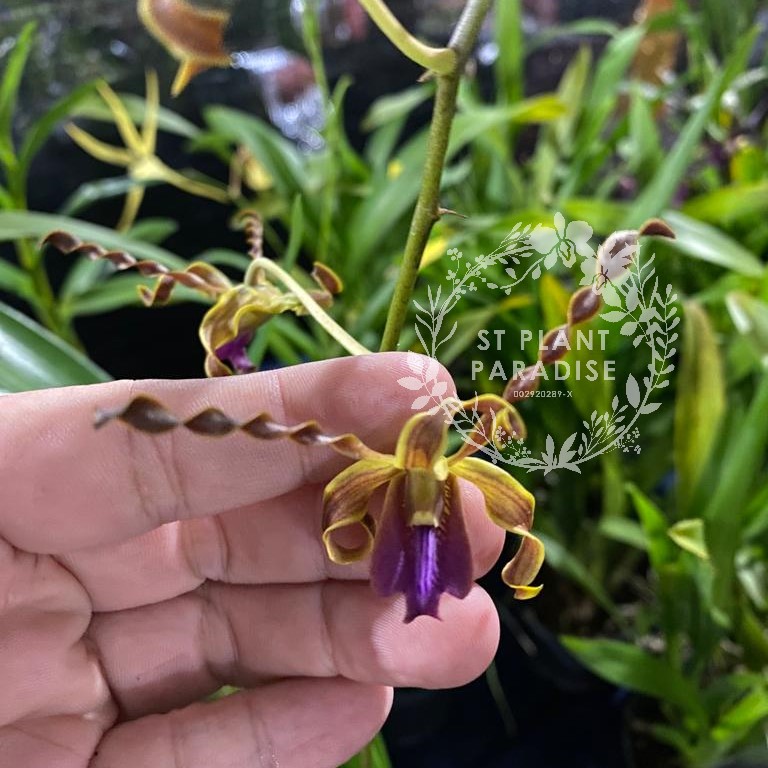 Orchid -Dendrobium curly - Den. Coolidge Cartwright