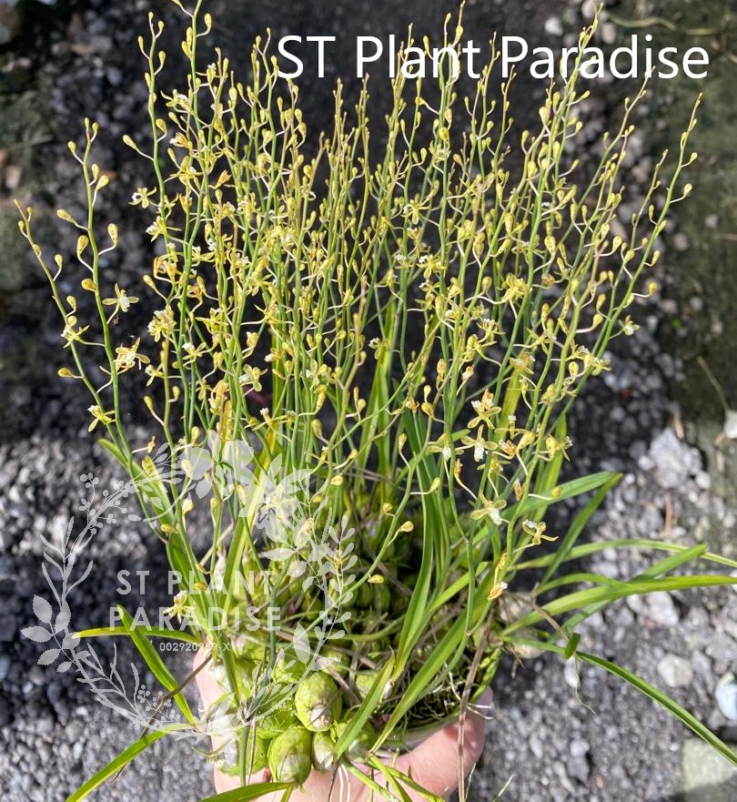 Orchid -  Acriopsis orchid (orchid species)