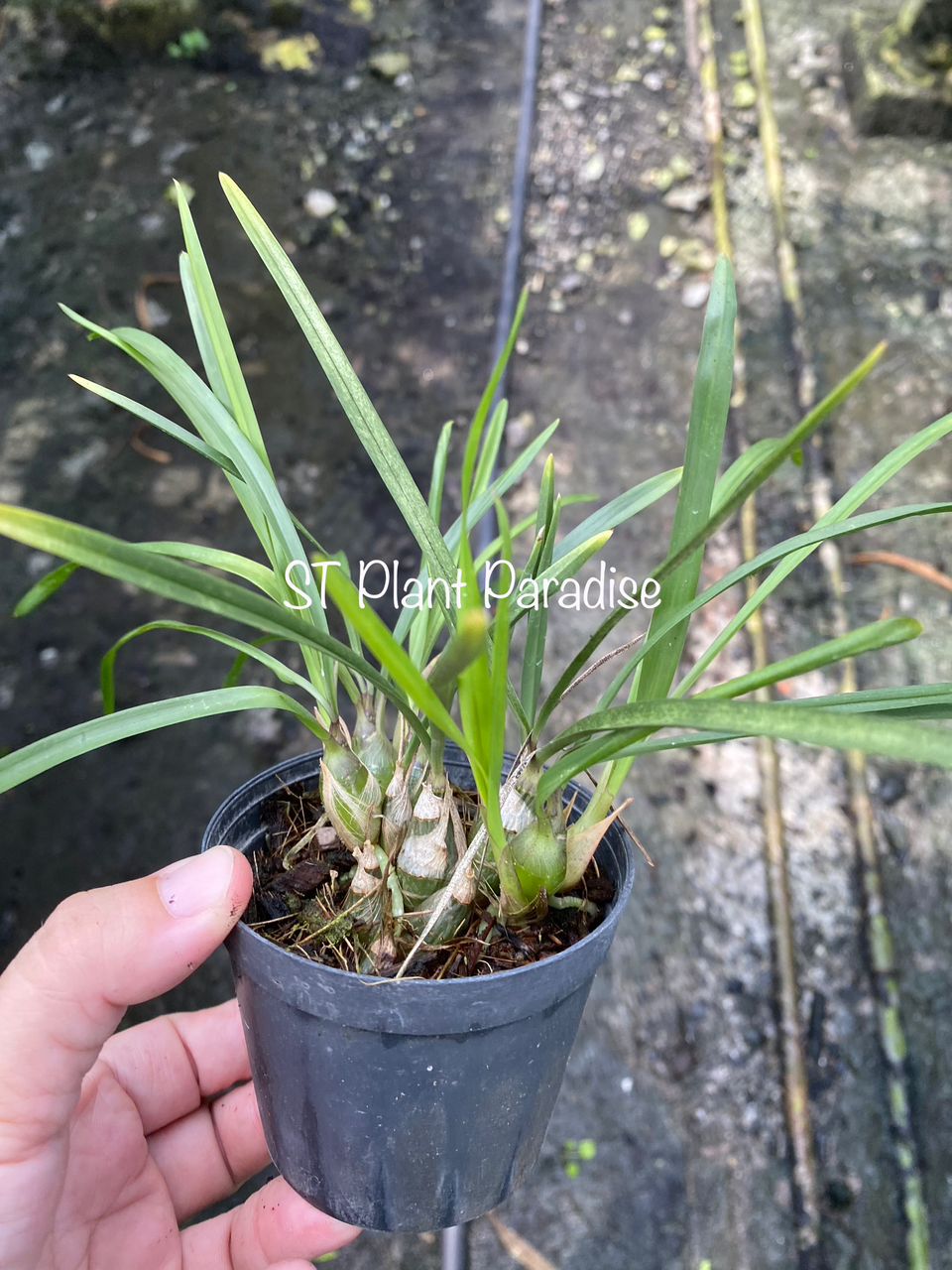 Orchid -  Acriopsis orchid (orchid species)