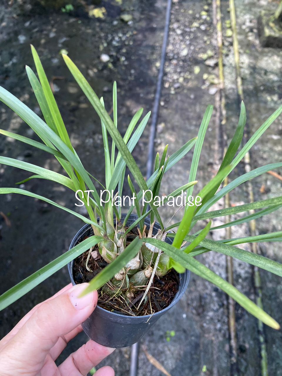 Orchid -  Acriopsis orchid (orchid species)