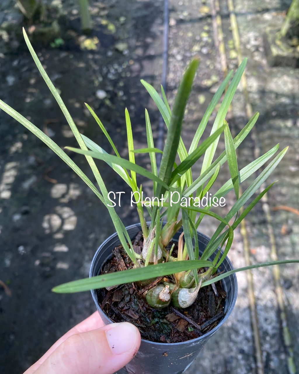 Orchid -  Acriopsis orchid (orchid species)