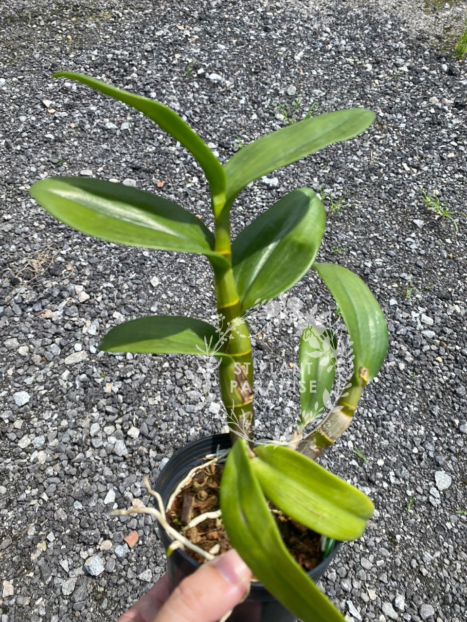 Orchid -Dendrobium curly - Den. Broga Twist
