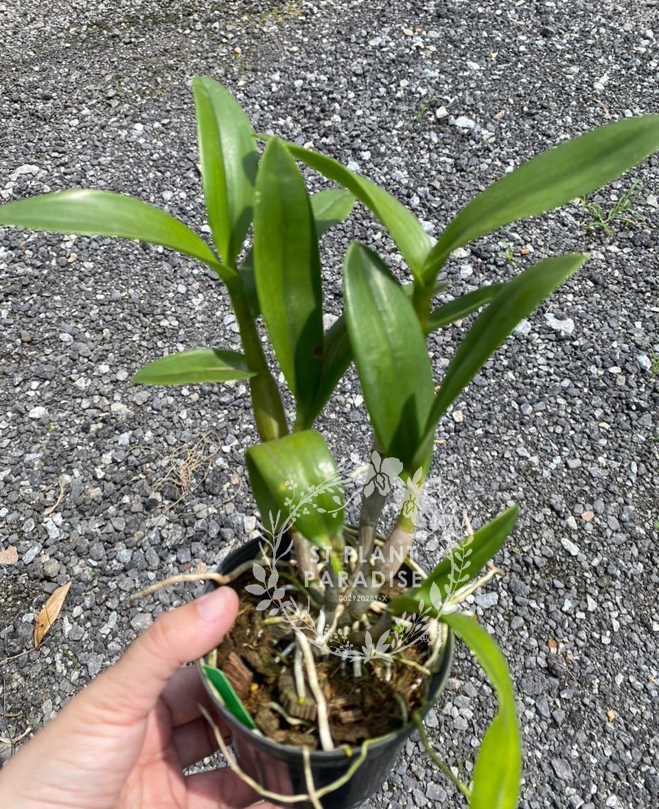 Orchid -Dendrobium curly - Den. Broga Twist