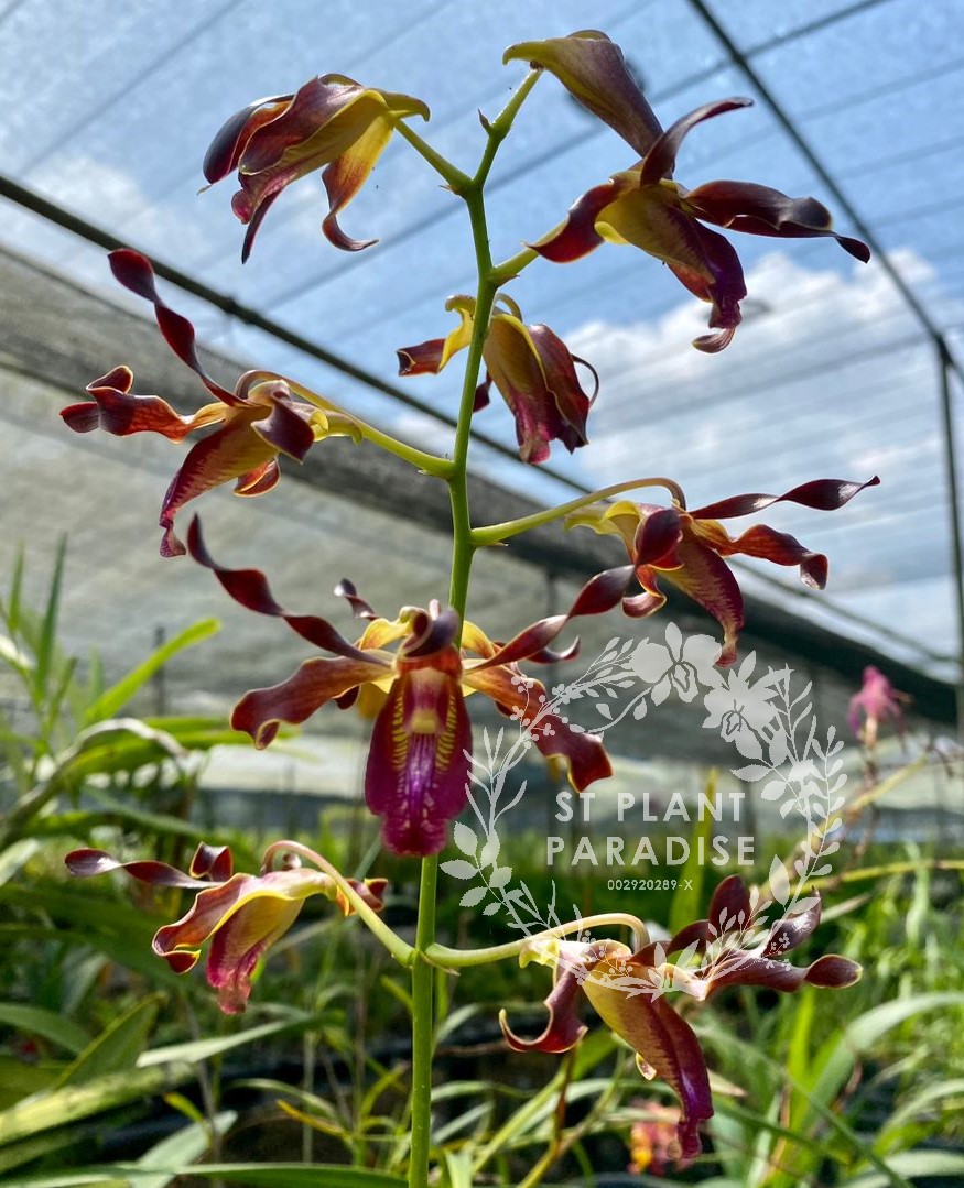 Orchid -Dendrobium curly - Den. Broga Twist