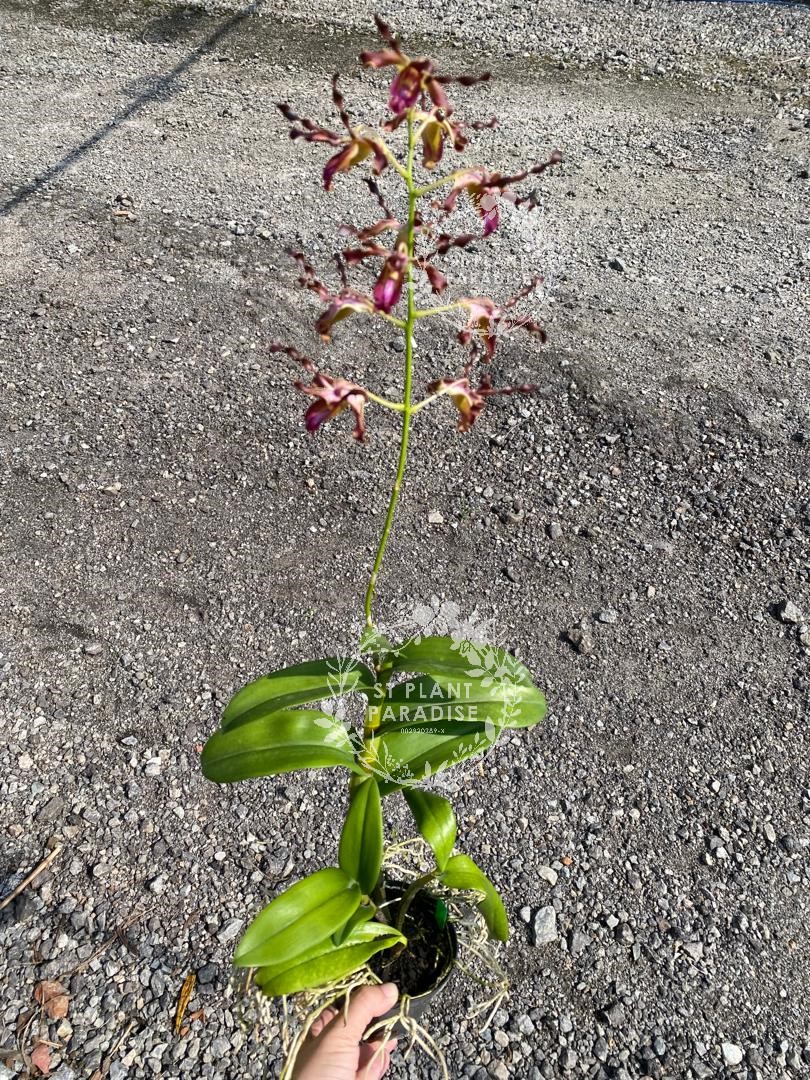Orchid -Dendrobium curly - Den. Broga Twist