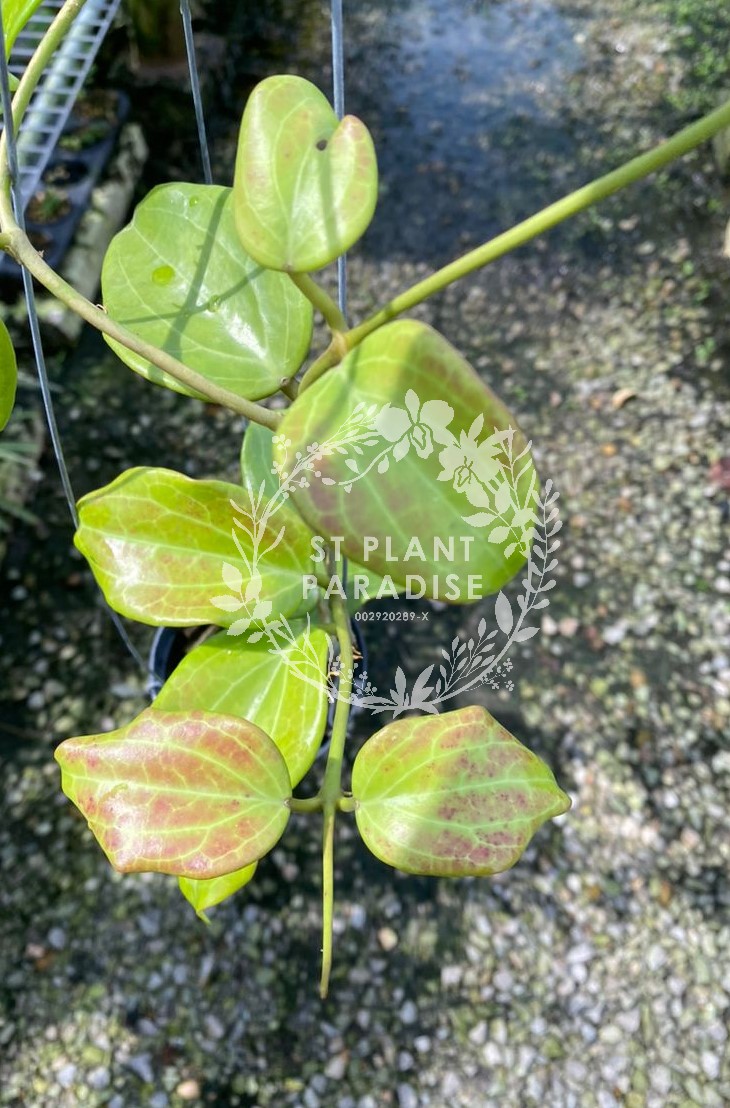 Hoya quinquenervia