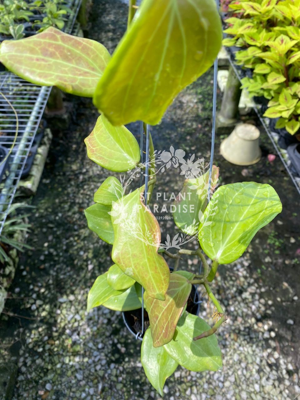 Hoya quinquenervia