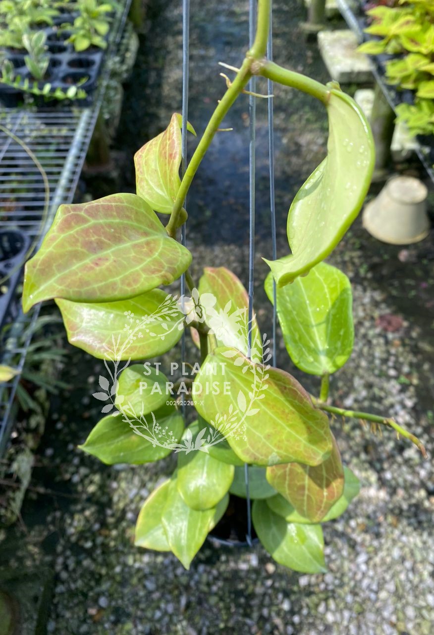 Hoya quinquenervia