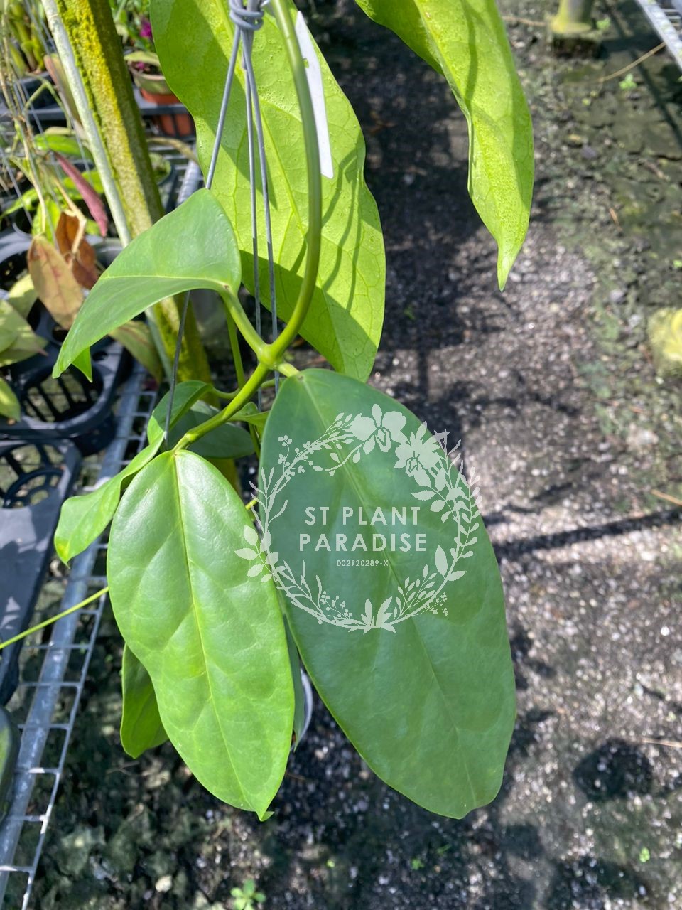 Hoya coriacea sp Sabah