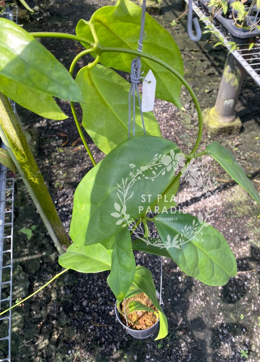 Hoya coriacea sp Sabah