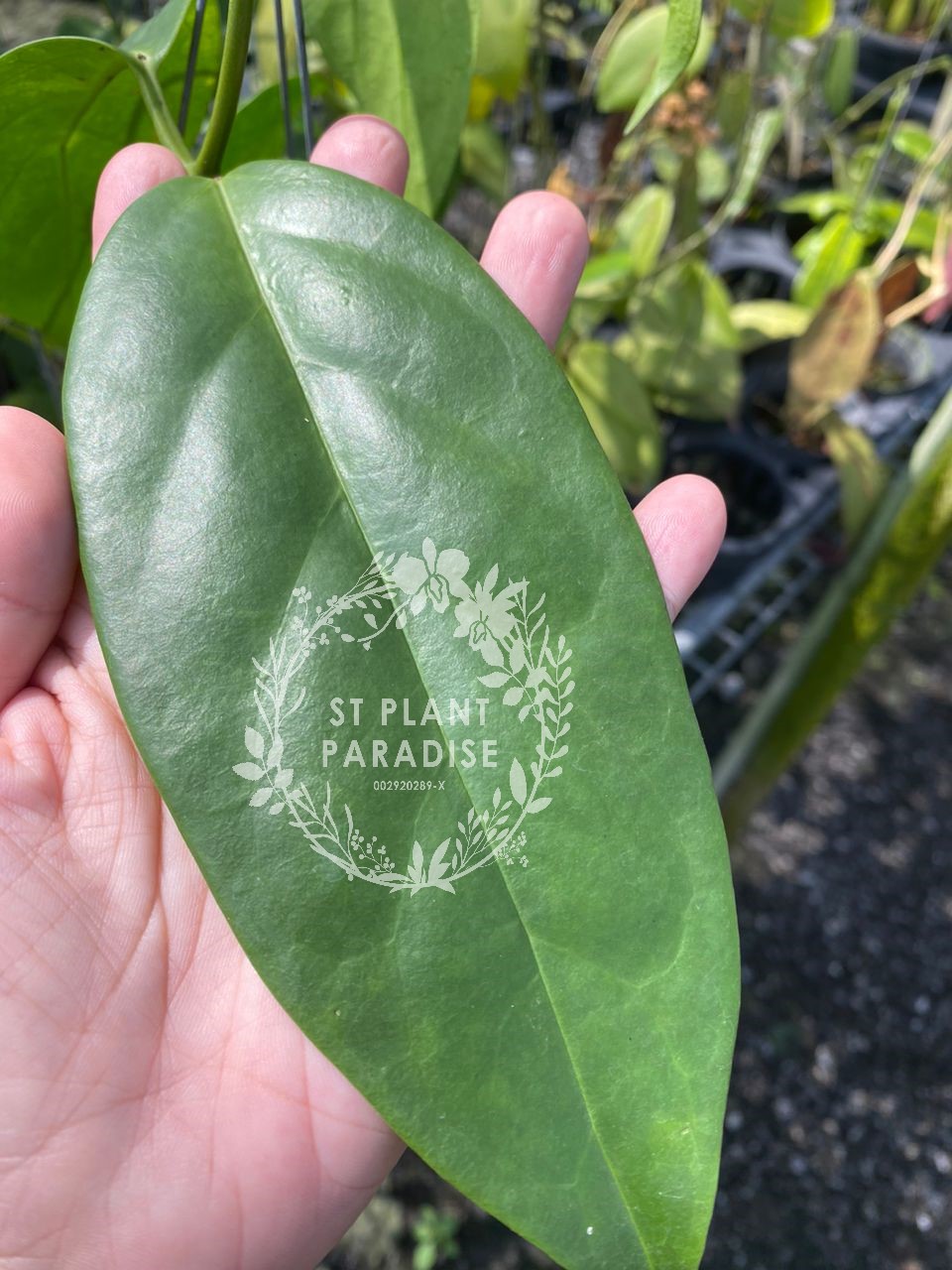 Hoya coriacea sp Sabah