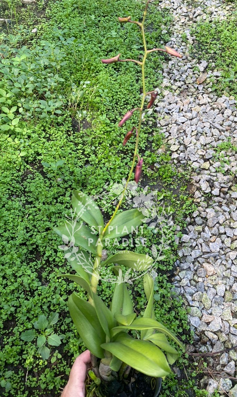Orchid -Dendrobium curly - Den. Coolidge Cartwright